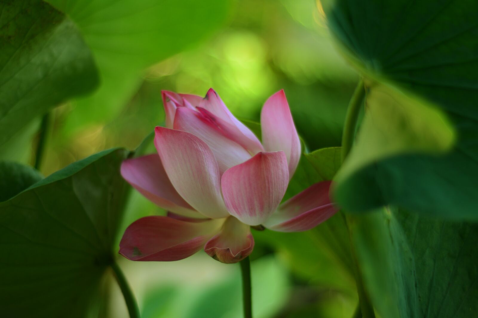 Nikon D7100 sample photo. Lotus, flowers, ao photography