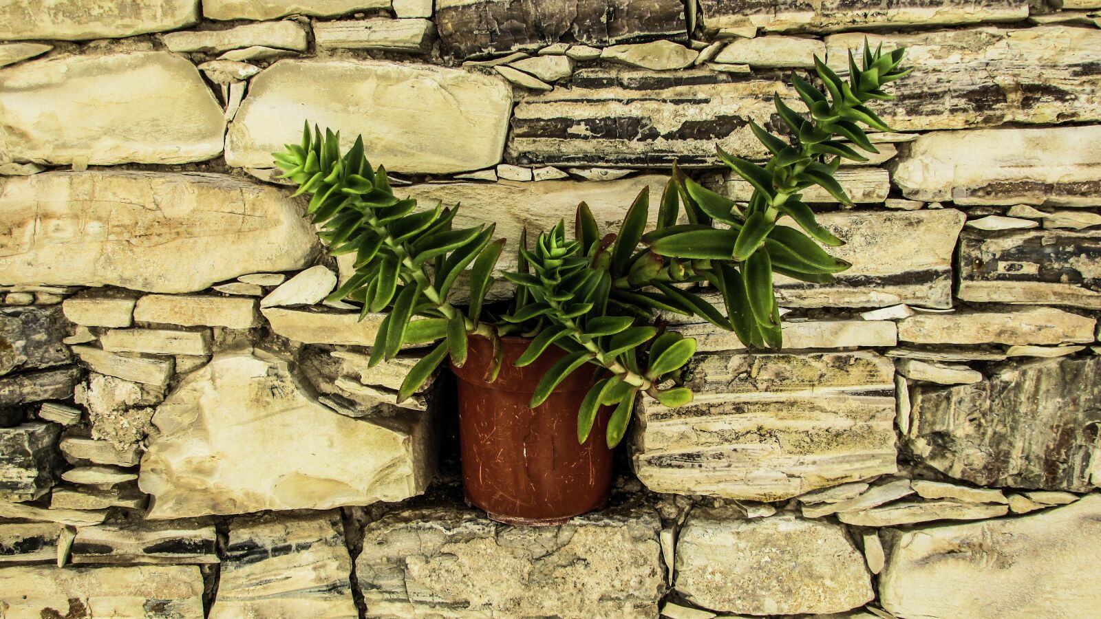 Canon PowerShot SX400 IS sample photo. Flower pot, wall, stone photography