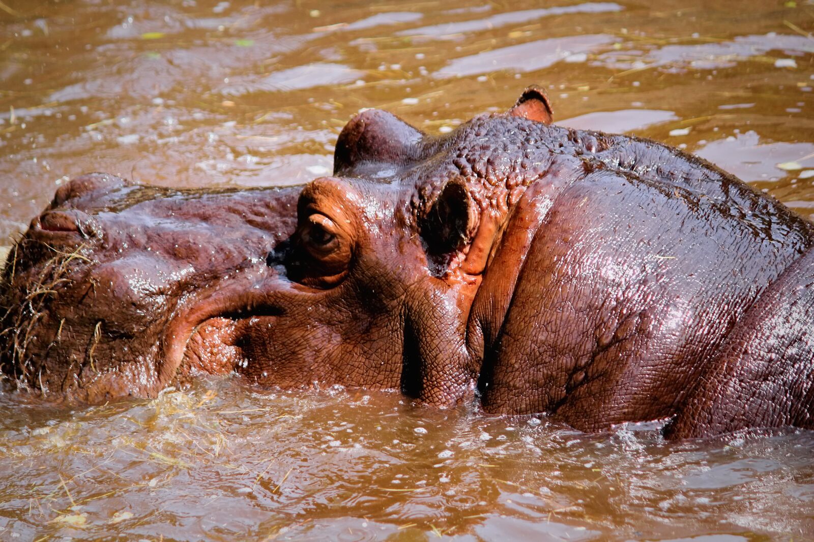 Canon EOS 550D (EOS Rebel T2i / EOS Kiss X4) sample photo. Hippo, amphibious, mud photography