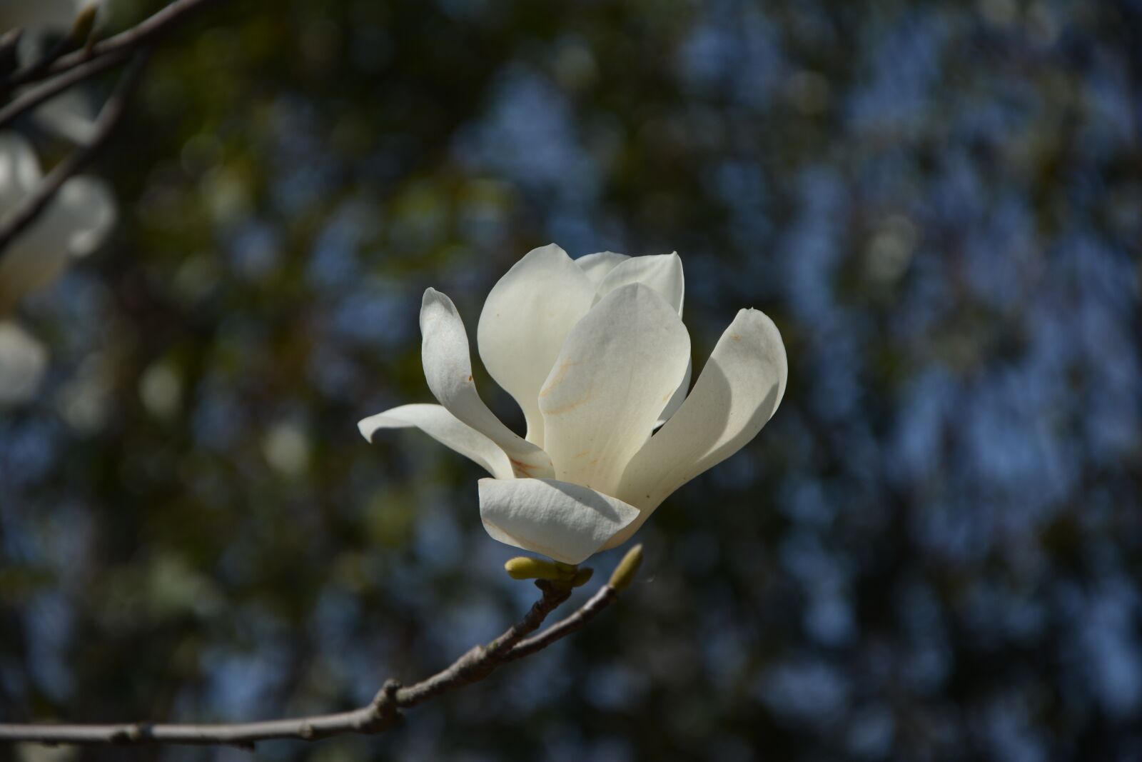 Nikon D5200 sample photo. Magnolia, magnolia flower, white photography