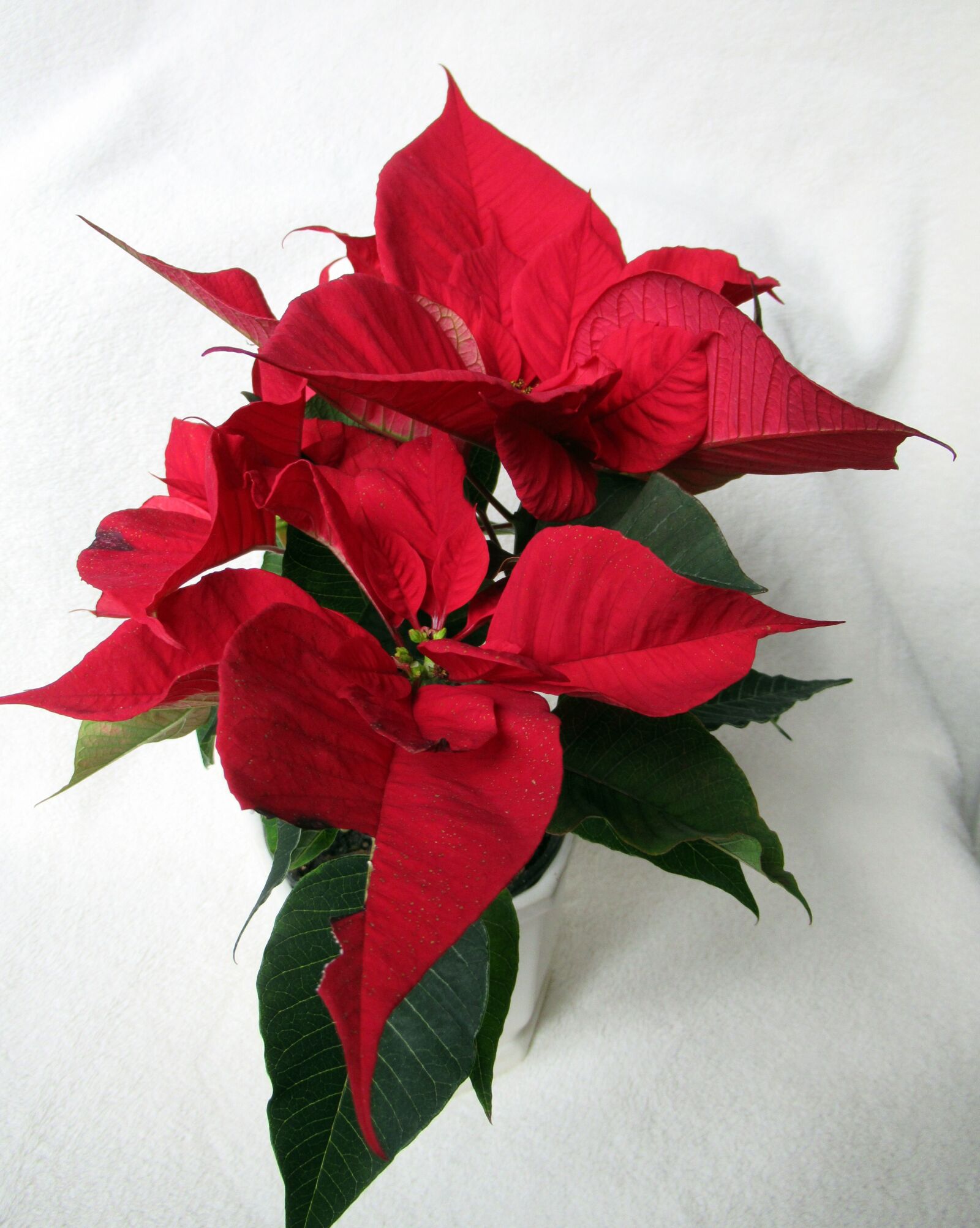 Canon PowerShot SX620 HS sample photo. Flower, poinsettia, red photography