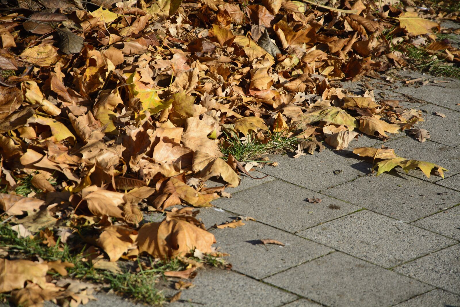 Nikon D7100 sample photo. Leaves, leaf piles, autumn photography