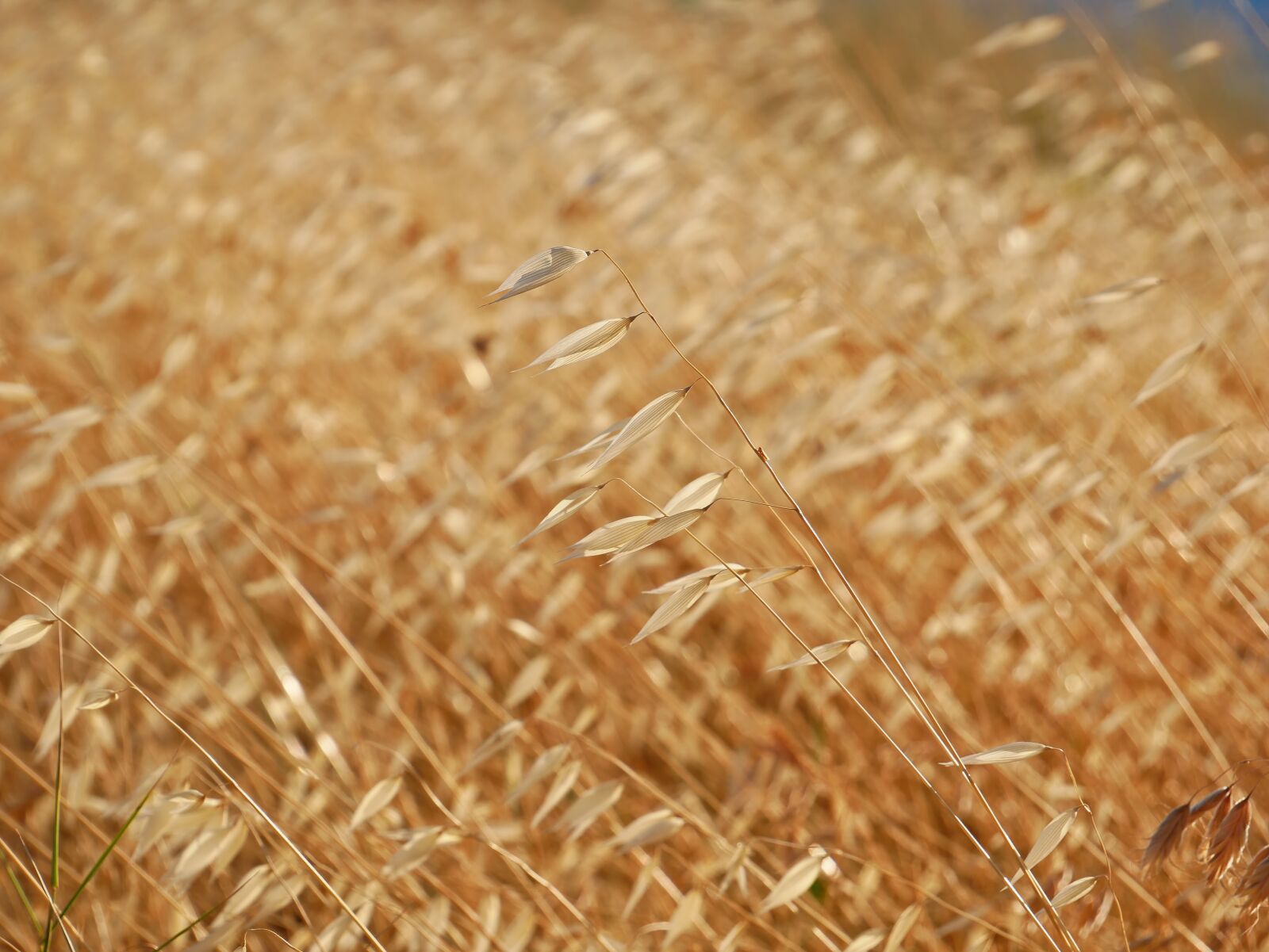 Panasonic Lumix DMC-G85 (Lumix DMC-G80) sample photo. Field, autumn, grass photography