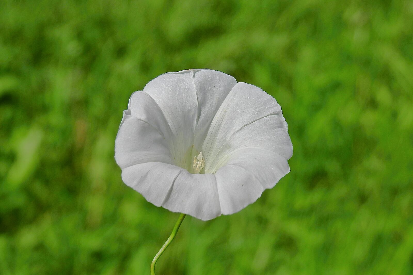 Nikon Coolpix P900 sample photo. Flower, white, summer photography