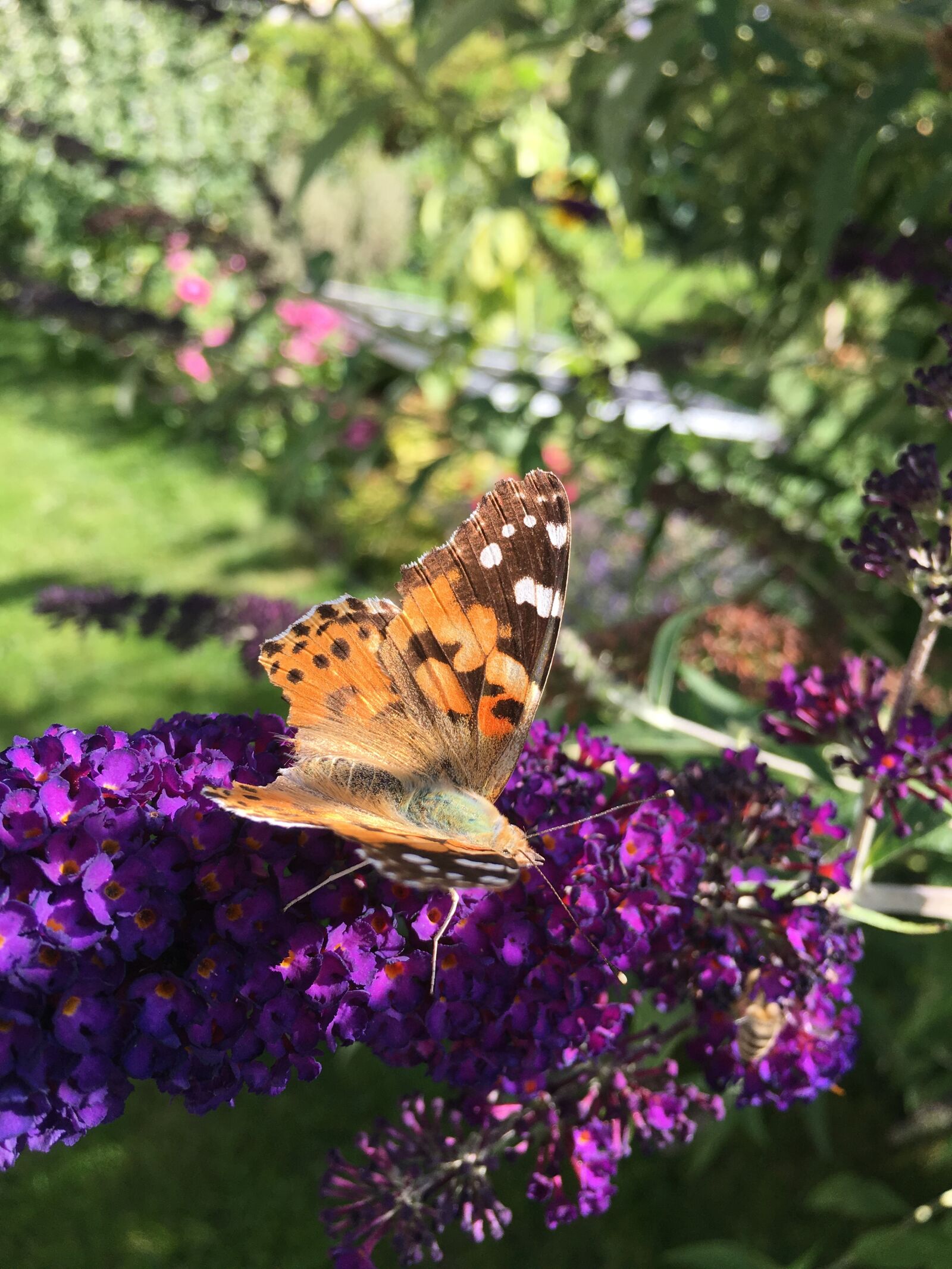 Apple iPhone 6s sample photo. Butterfly, flower, summer photography
