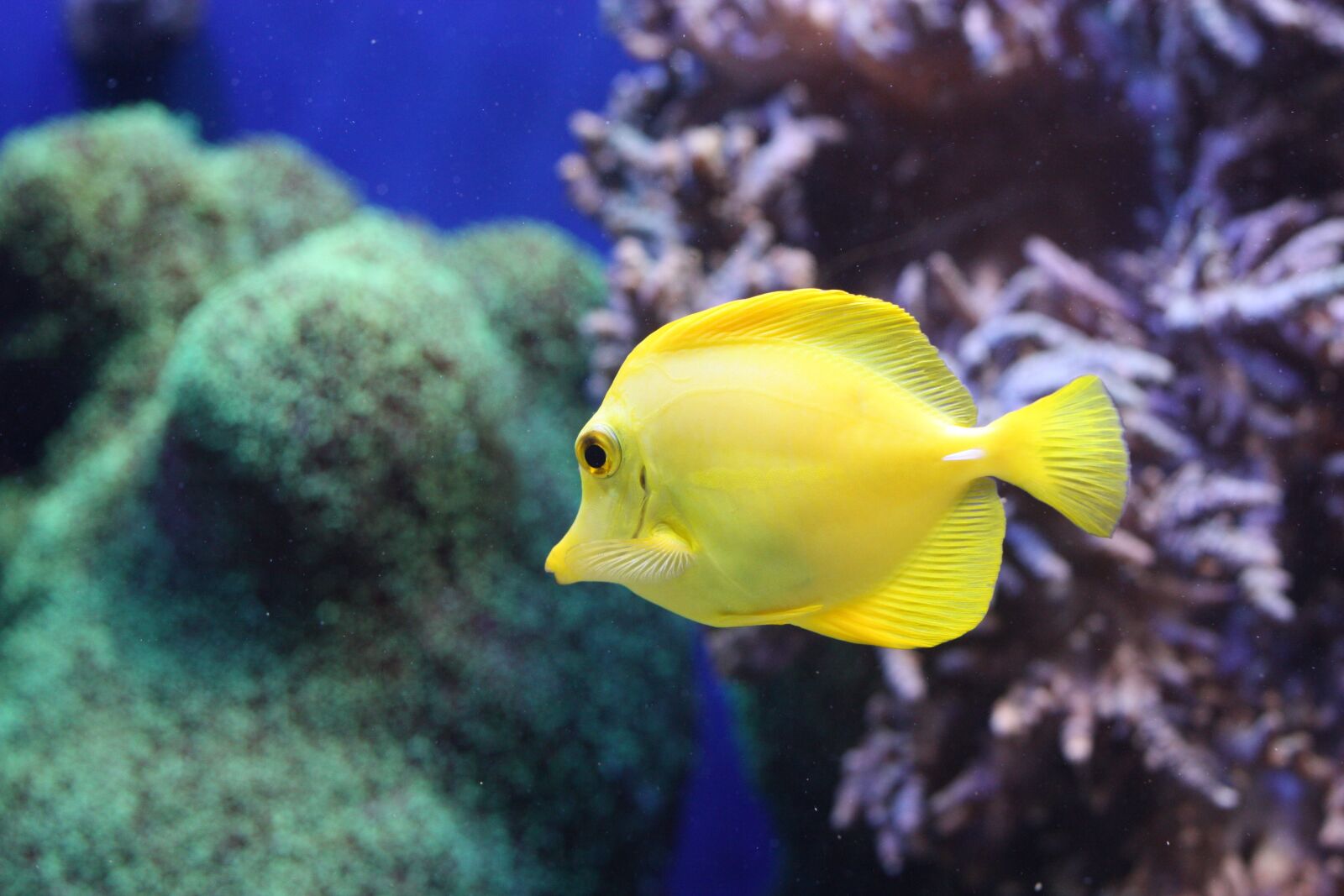 Canon EOS 450D (EOS Rebel XSi / EOS Kiss X2) sample photo. Fish, aquarium, sea life photography