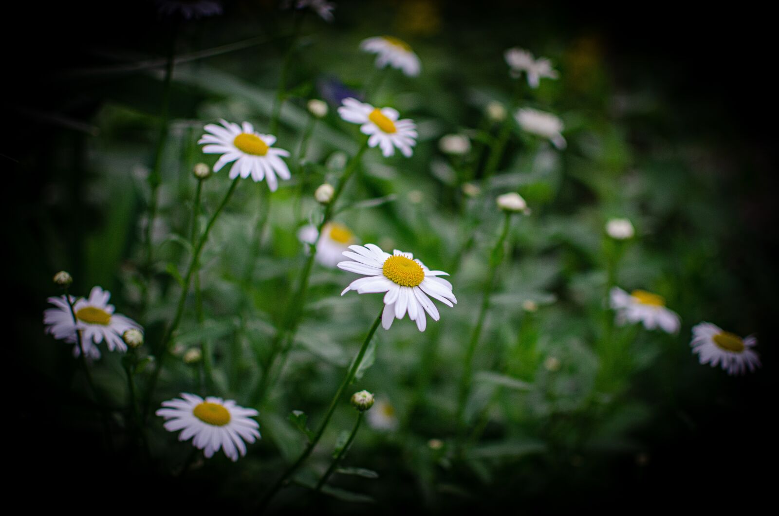 Nikon D5100 sample photo. Macro, photo, flowers photography