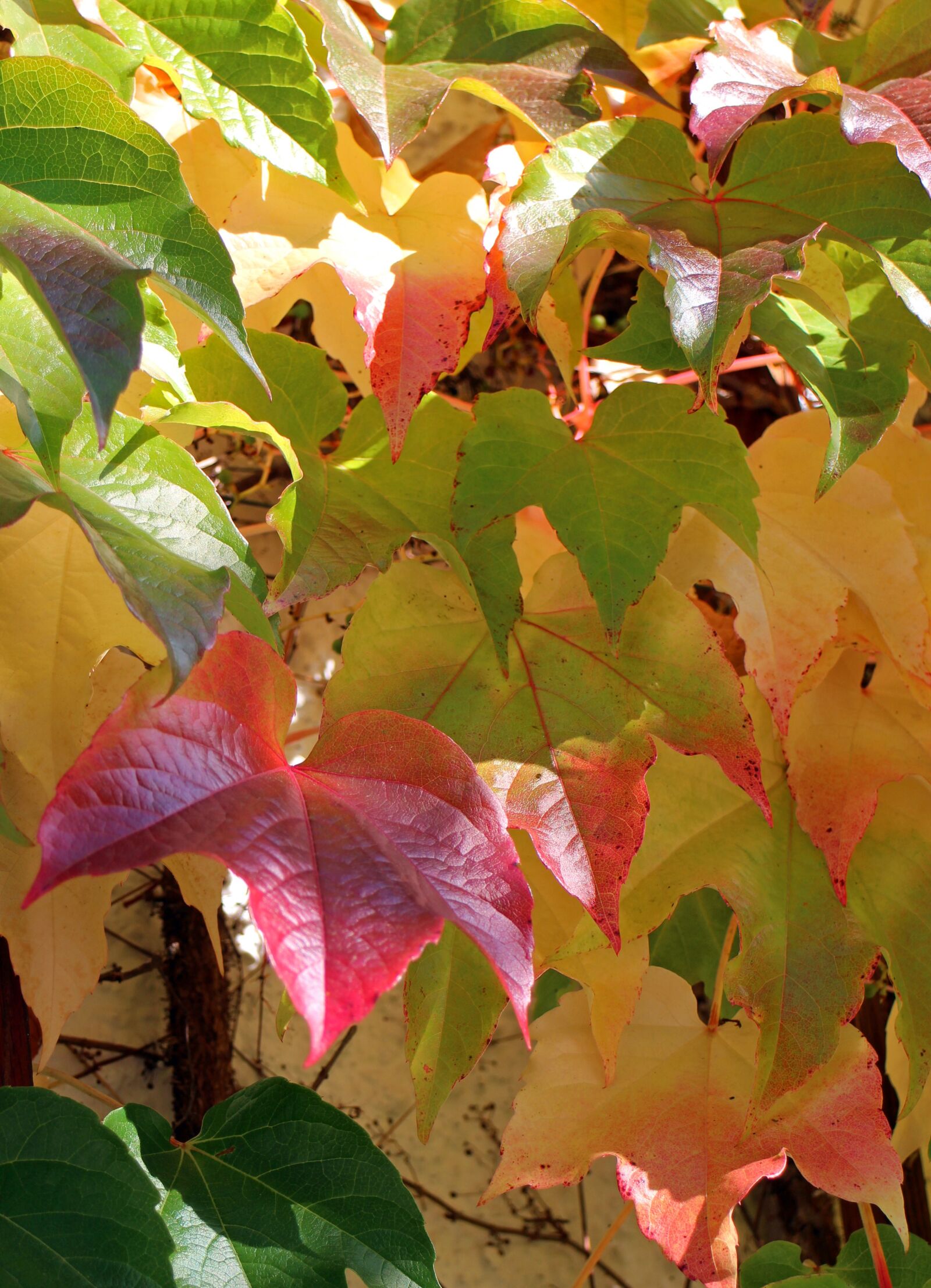 Canon EOS M sample photo. Autumn, leaves, golden autumn photography