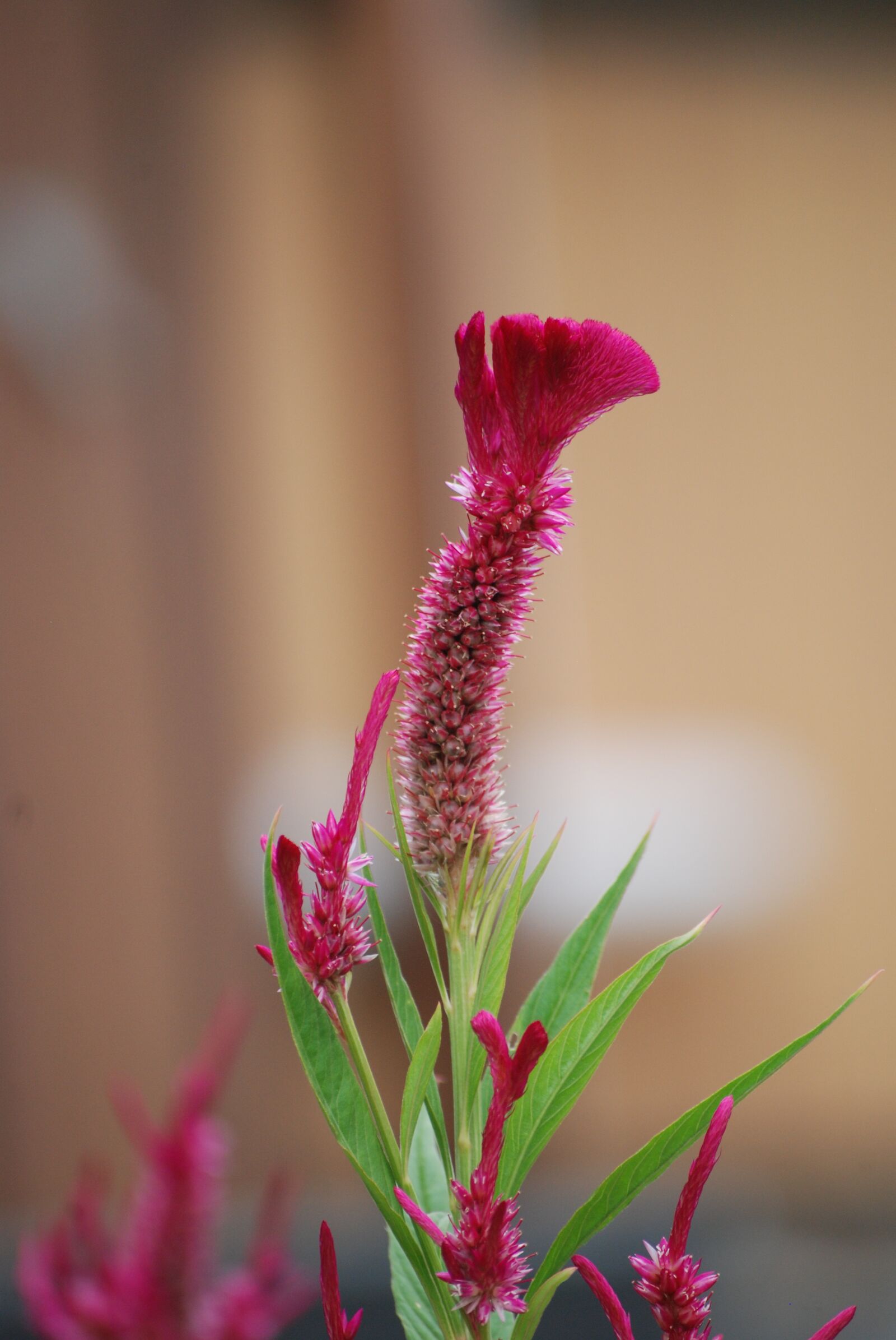 Nikon D80 sample photo. Flower, macro, summer photography