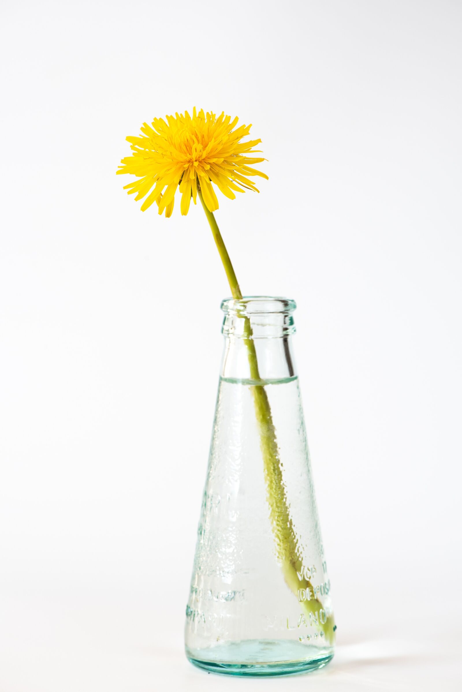 Nikon D750 sample photo. Dandelion, yellow, blossom photography