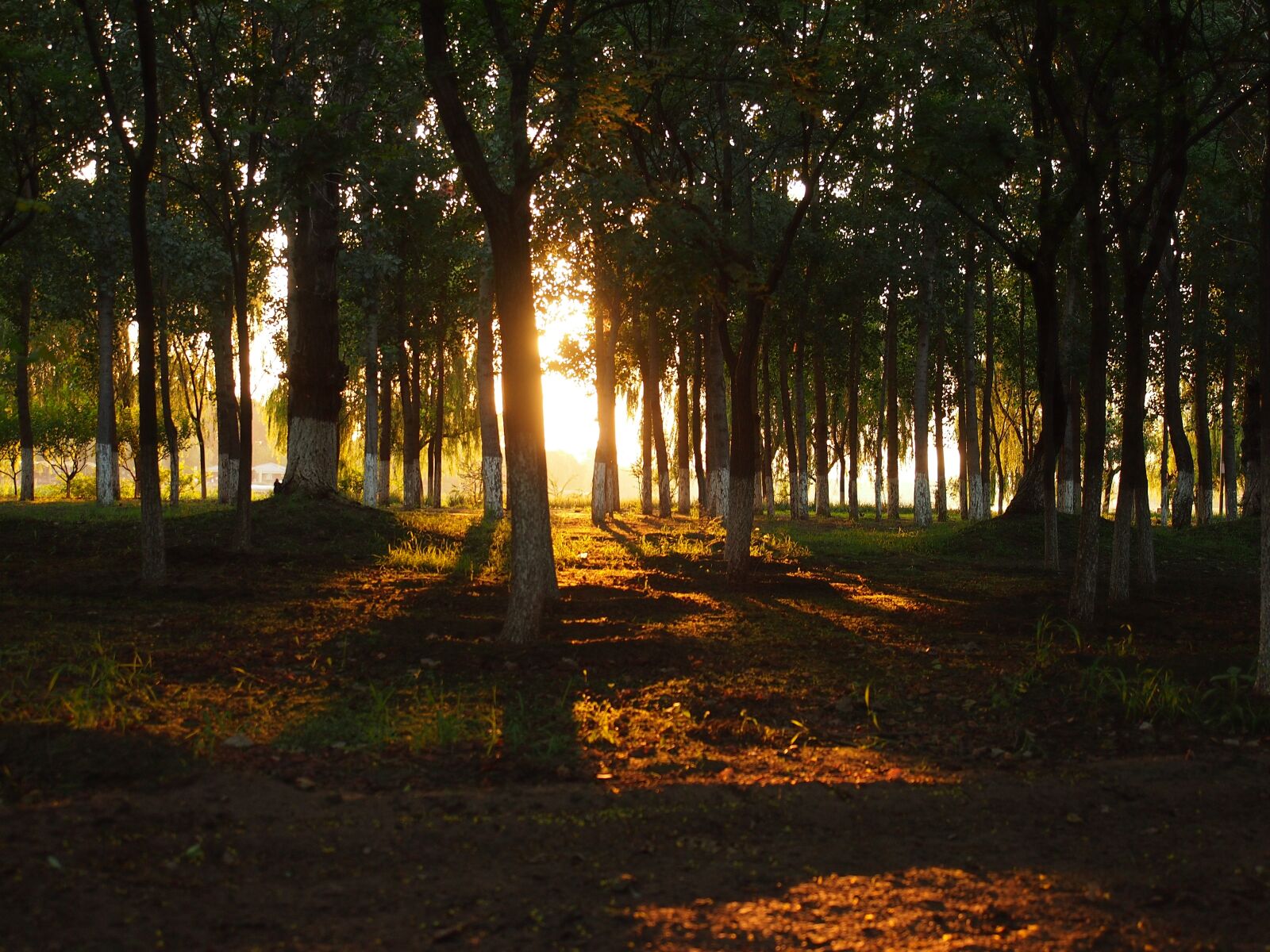 Olympus PEN E-P3 sample photo. Woods, backlighting, shade photography