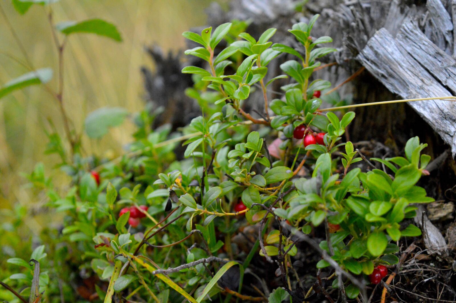 Nikon D3200 sample photo. Cranberries, berries, plant photography