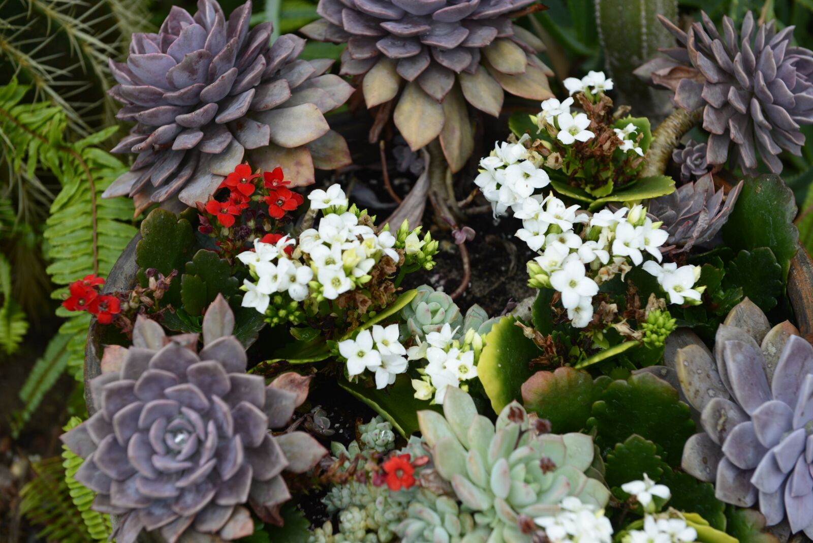 Nikon D610 sample photo. Succulents, plants, green photography