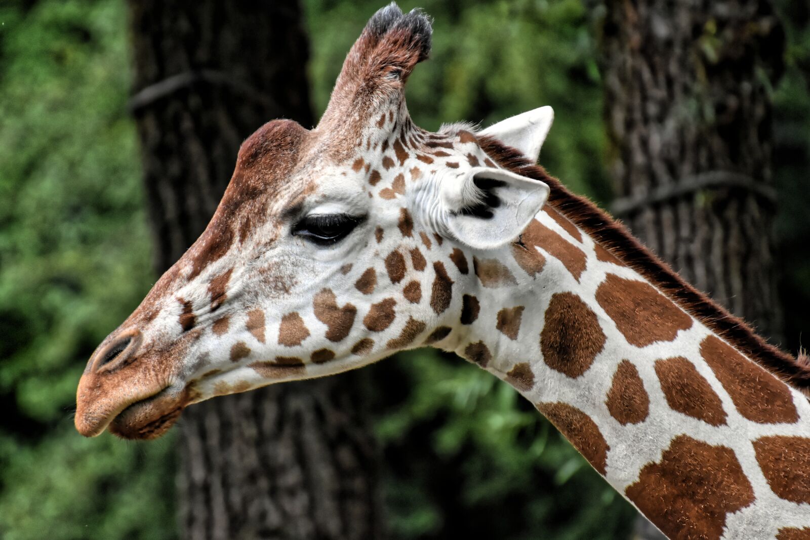 Nikon D7200 sample photo. Giraffe, zoo, animal photography