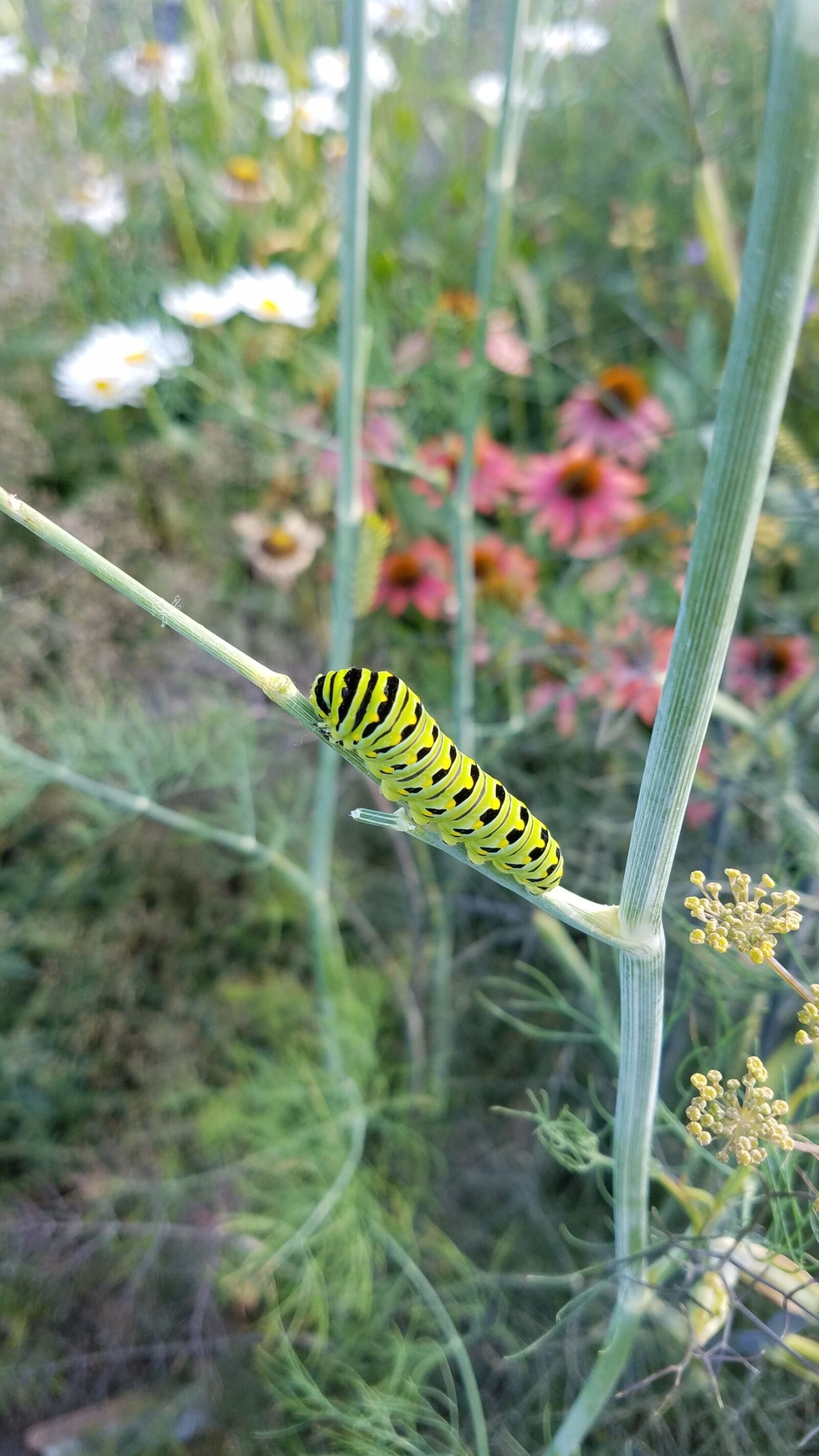 Samsung Galaxy S7 Active sample photo. Caterpillar, black swallowtail, butterfly photography