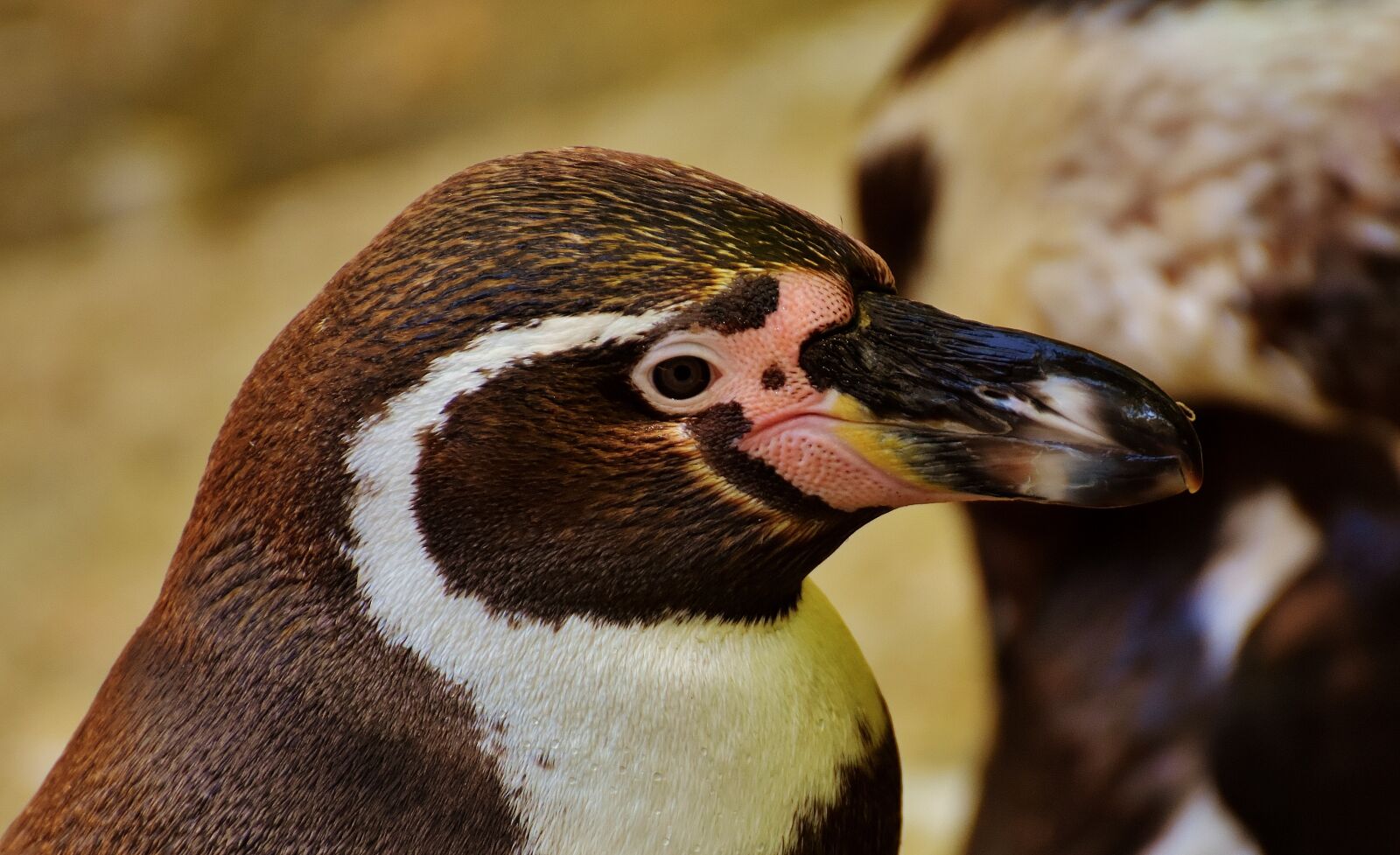 Nikon D7200 sample photo. Penguin, animal, animal world photography