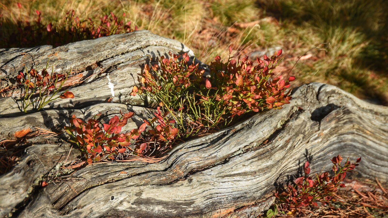 Nikon D7200 sample photo. Wood, hiking, flowers photography