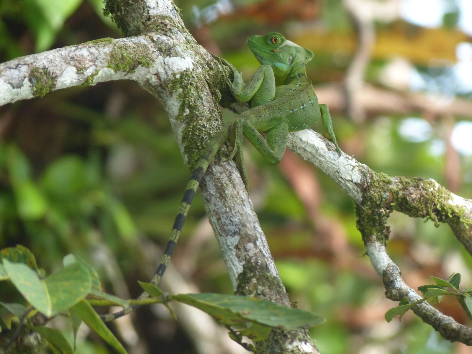 Panasonic Lumix DMC-FZ200 sample photo. Basilisk, caribbean coast, basiliscus photography