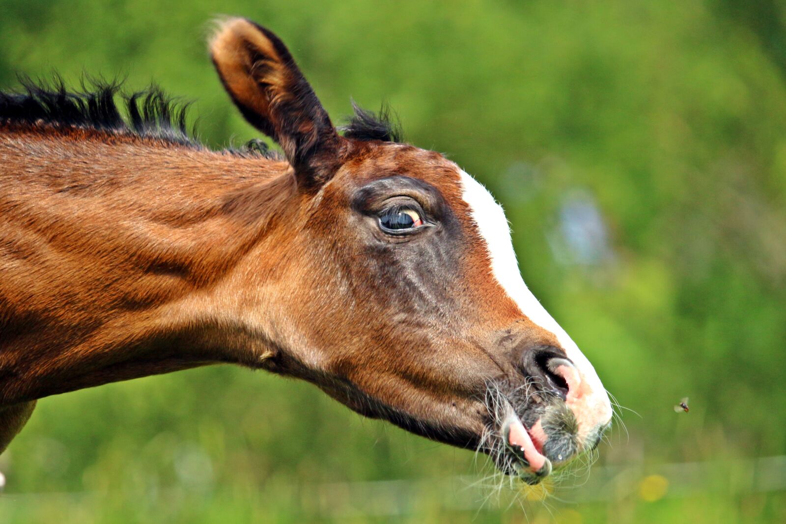 Canon EOS 100D (EOS Rebel SL1 / EOS Kiss X7) sample photo. Horse, foal, flying photography
