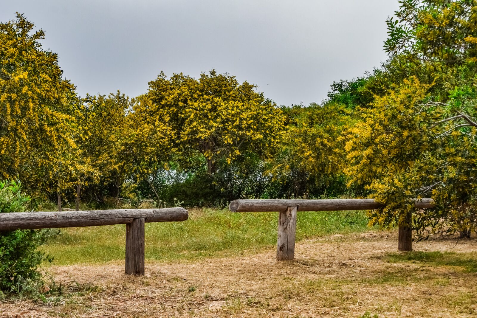 Nikon D3300 sample photo. Tree, mimoza, landscape photography