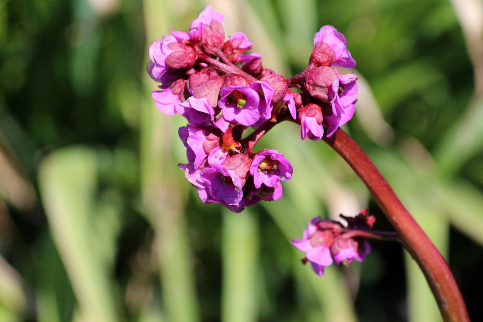 Canon EOS 650D (EOS Rebel T4i / EOS Kiss X6i) sample photo. Badan, saxifrage, mongolian tea photography