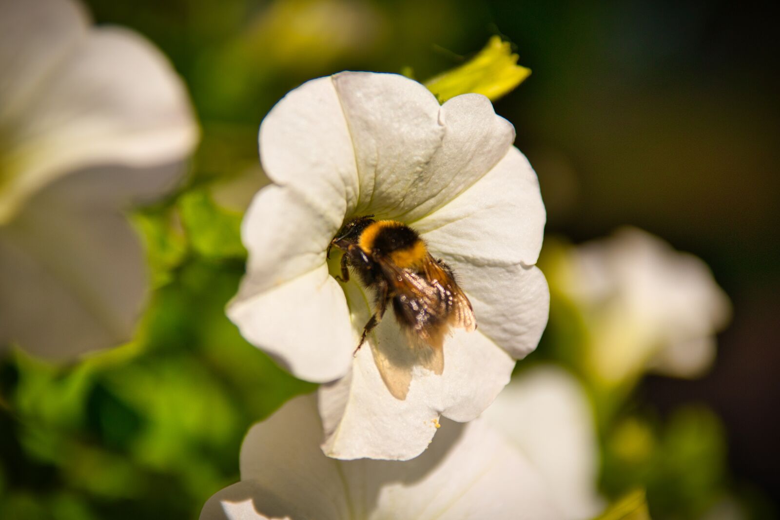 Canon EOS 800D (EOS Rebel T7i / EOS Kiss X9i) sample photo. Bee, nature, animal photography