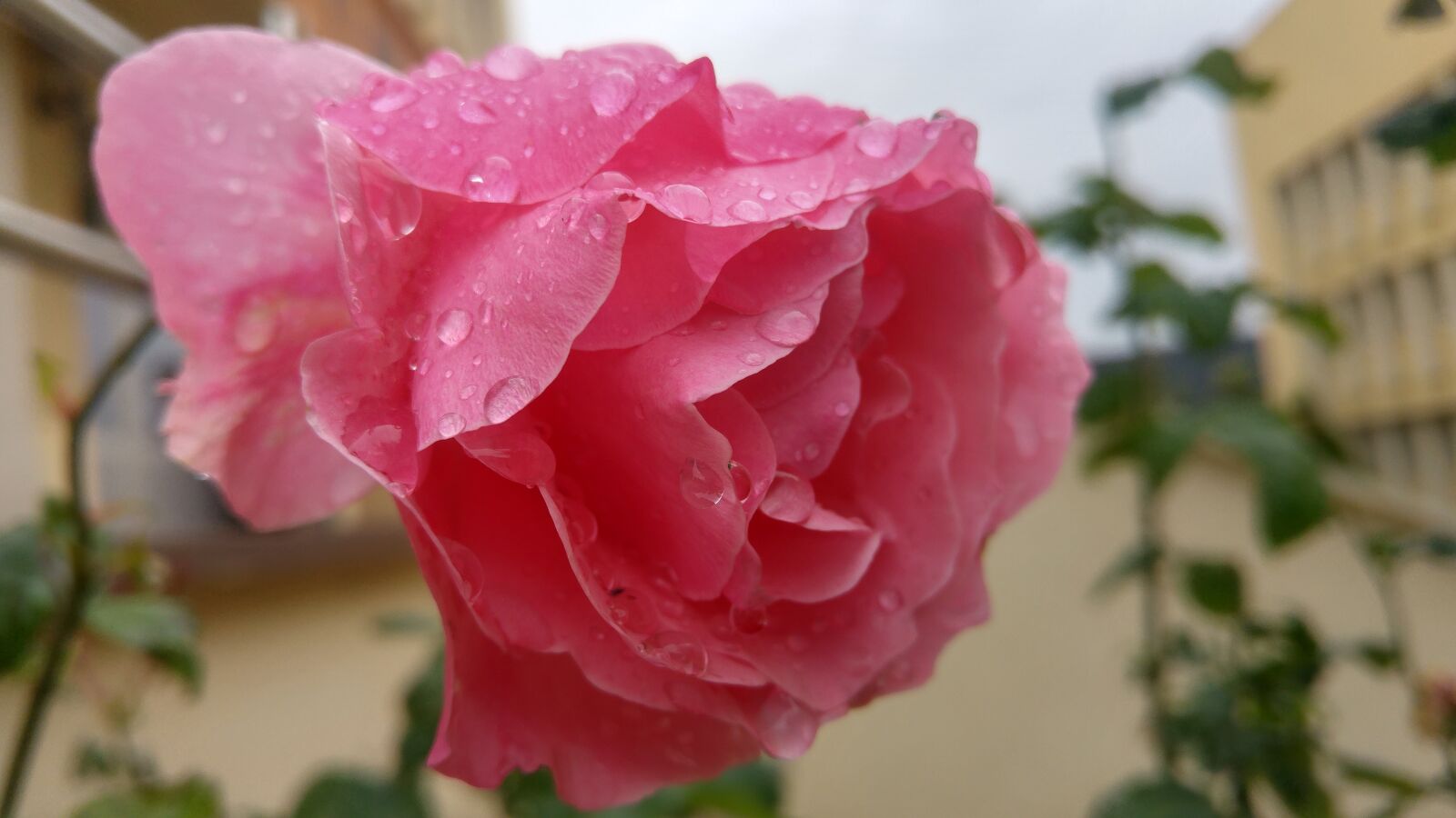 LG H815TR sample photo. Garden, plant, flower photography