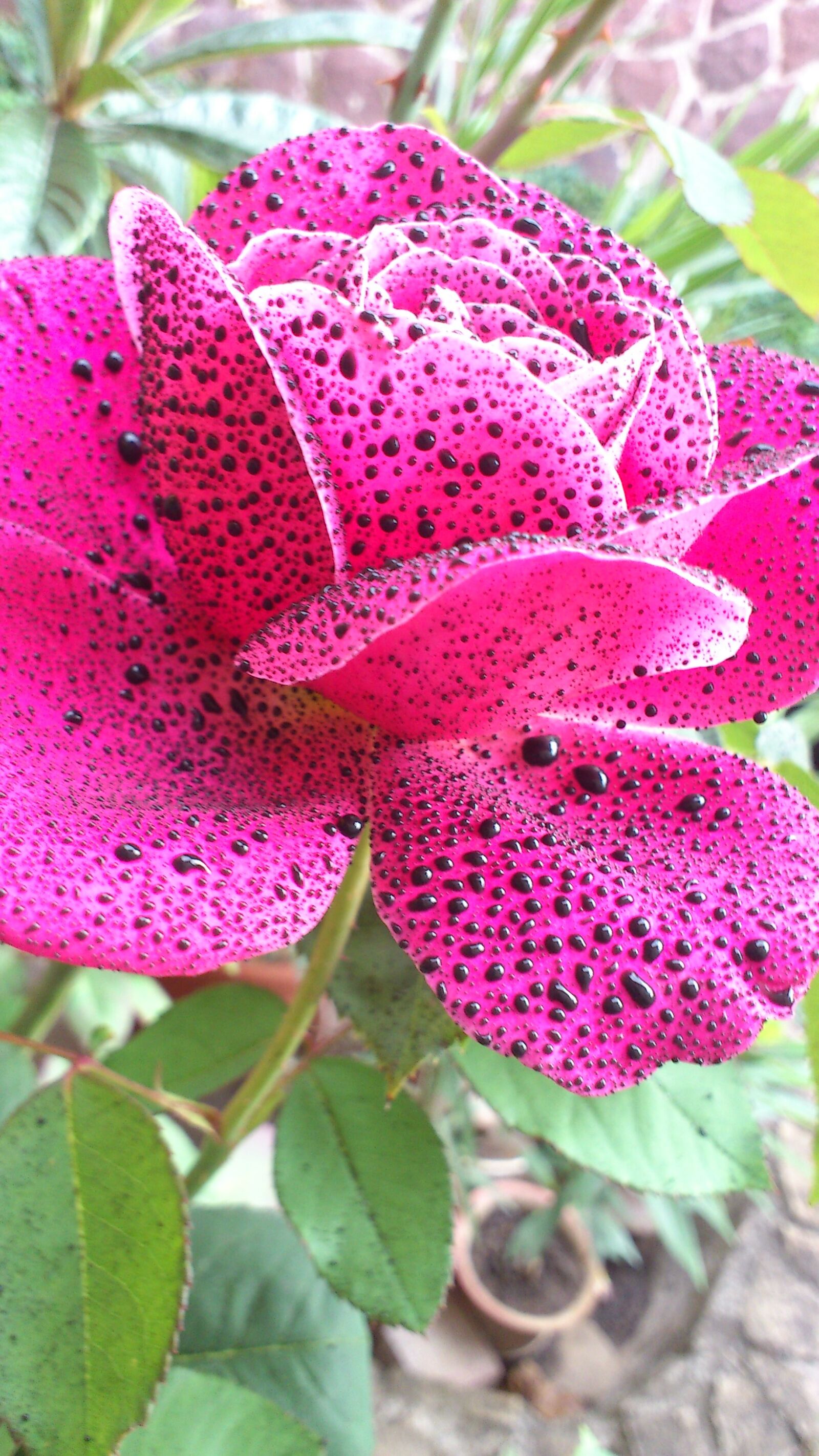 Sony Ericsson Xperia ray sample photo. Rose, pink, plant photography