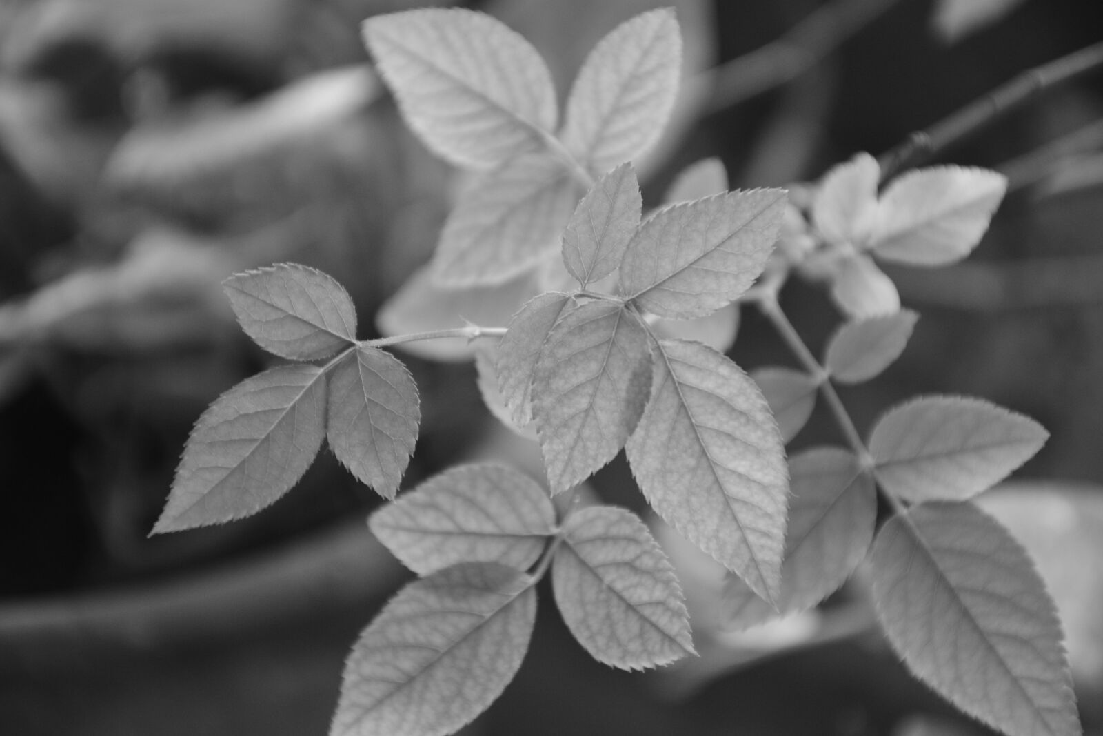 Nikon D5200 sample photo. Nature, monochromatic, realism photography