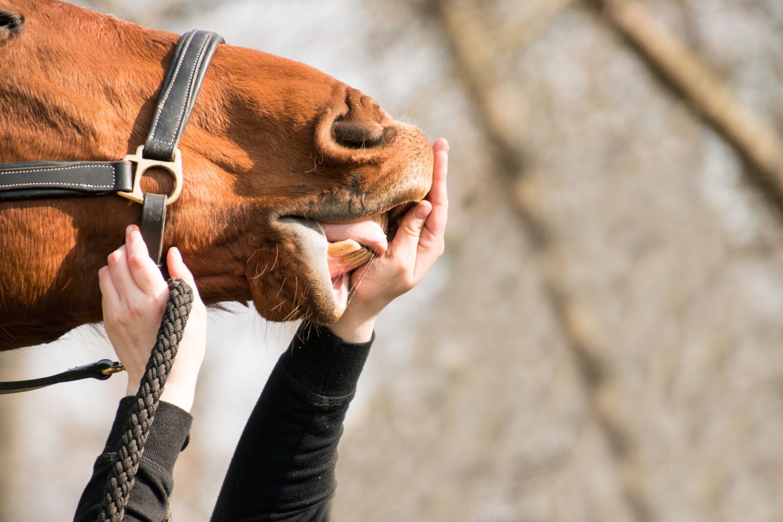 Nikon D3300 sample photo. Horse, nose, nostrils photography