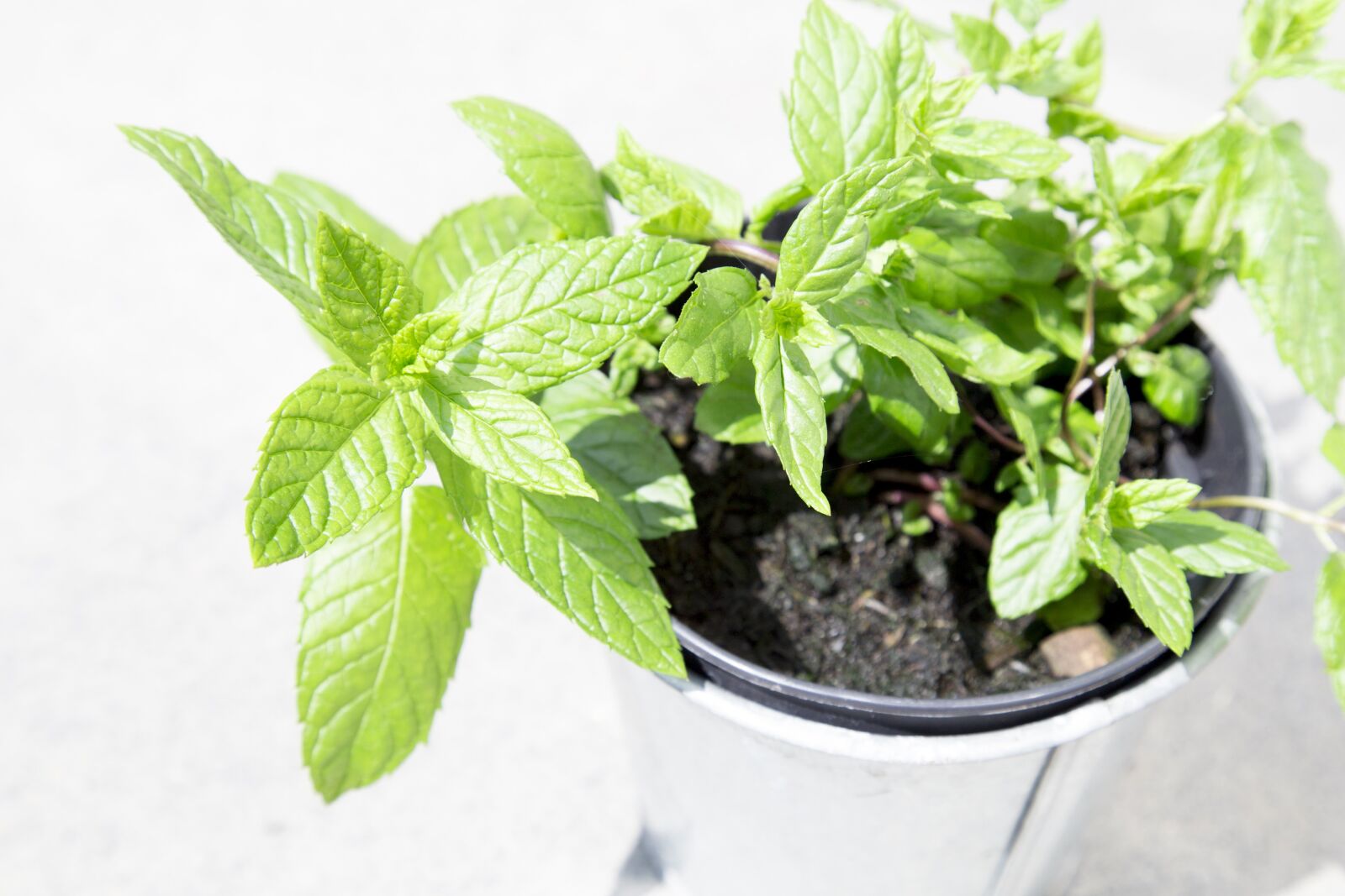 Canon EOS 6D + Canon EF 24-105mm F4L IS USM sample photo. Flowerpot, garden, gardening photography
