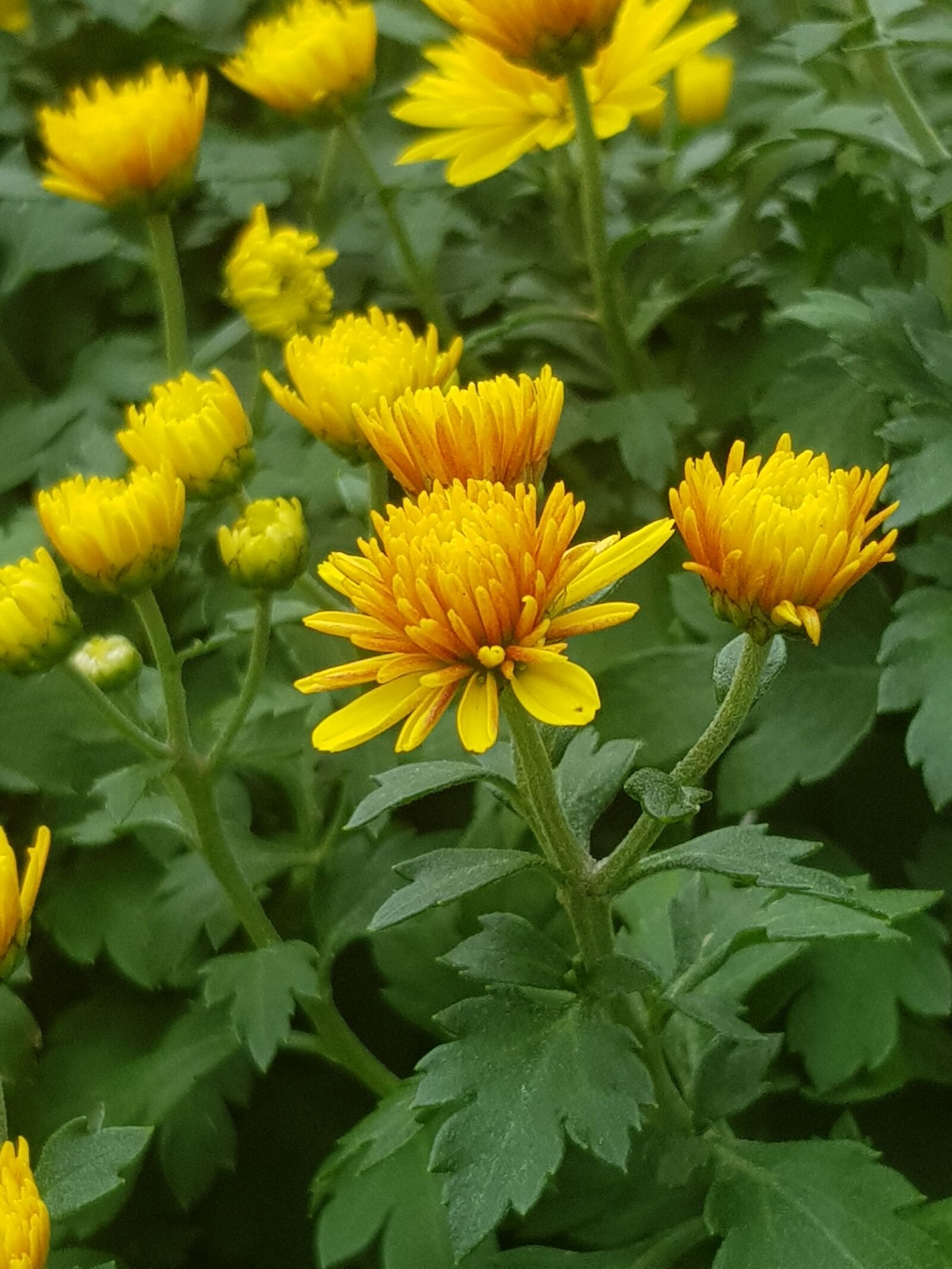 Samsung Galaxy S8 sample photo. Flowers, yellow, garden plant photography
