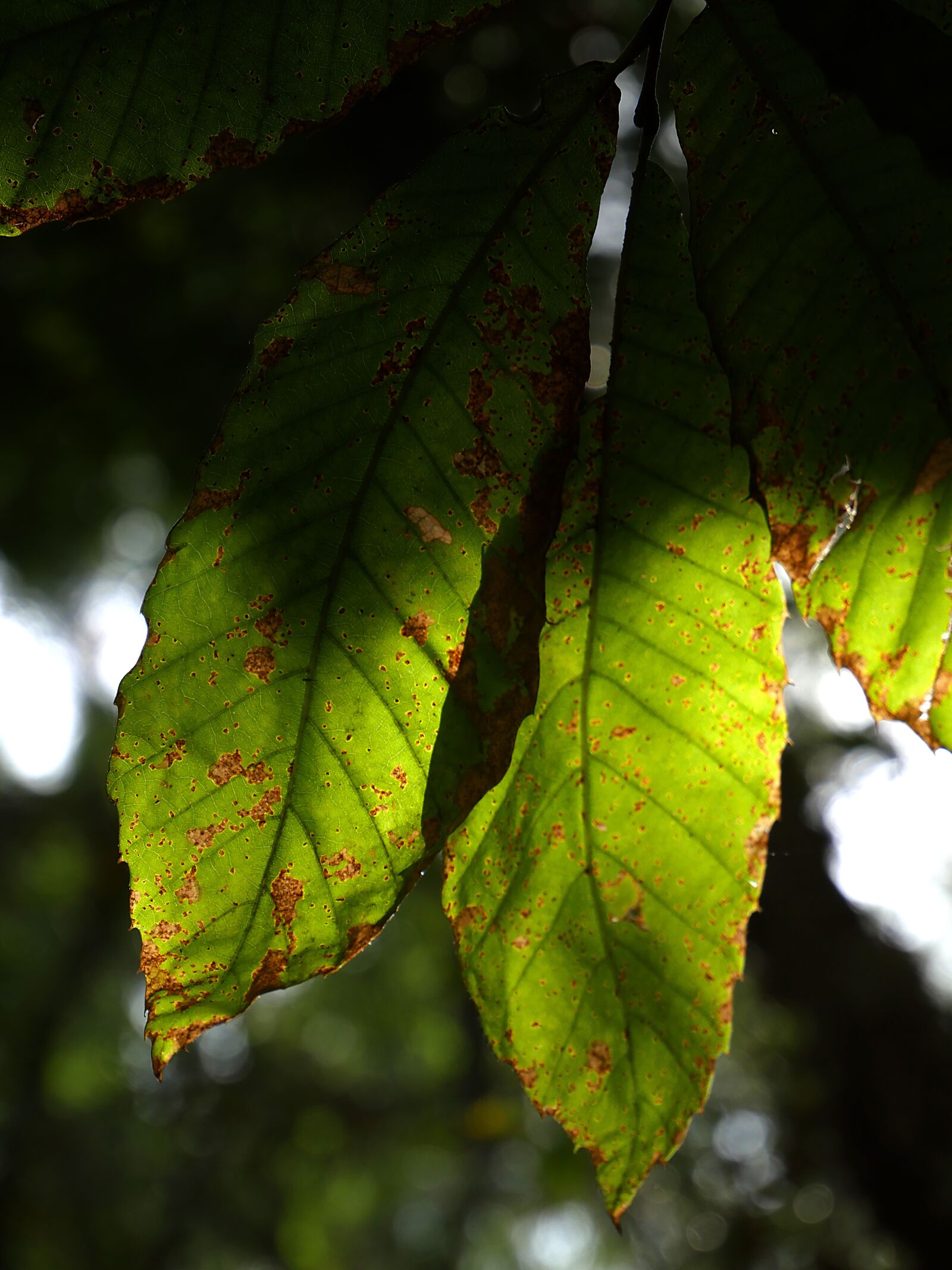 Panasonic Lumix DMC-GX8 sample photo. Leaf, light, nature photography