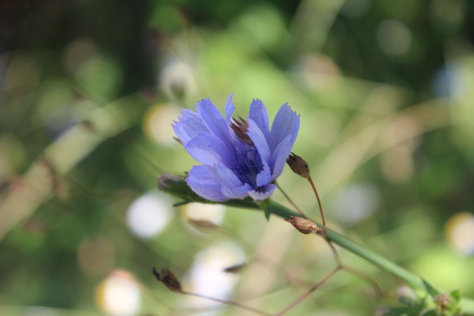 Canon EOS 600D (Rebel EOS T3i / EOS Kiss X5) sample photo. Flower, love, purple photography