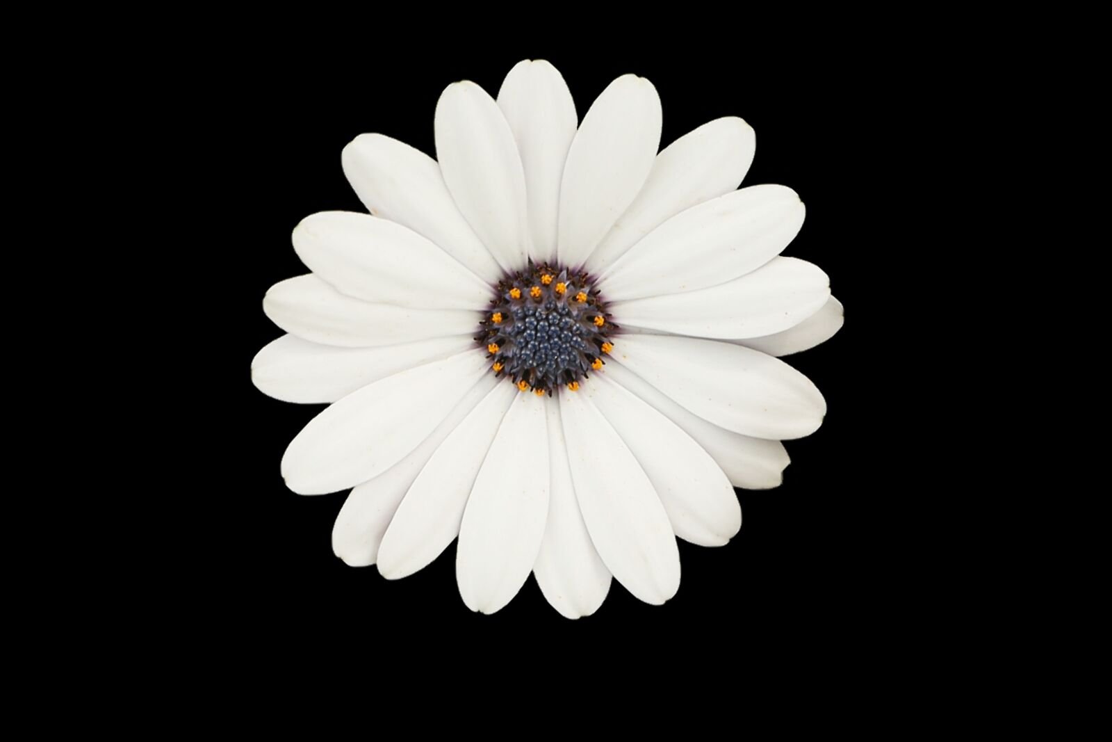 Canon EOS-1D X sample photo. White, improved, daisy flower photography