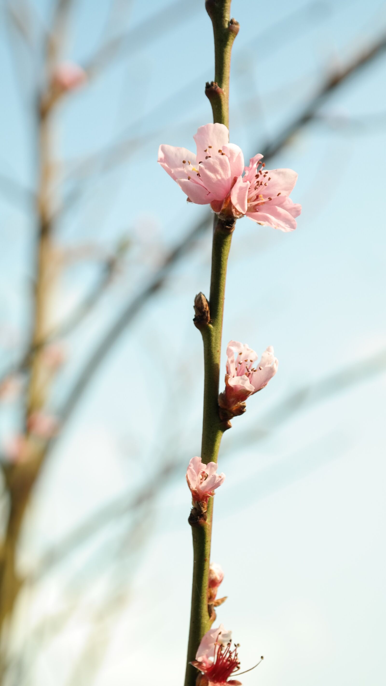 Samsung NX300M sample photo. Blossom, bloom, bud photography