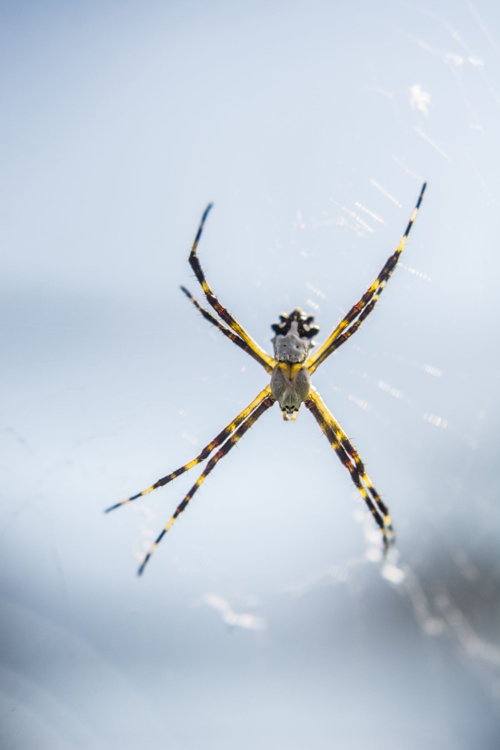 Nikon D7100 sample photo. Spider, insect, nature photography