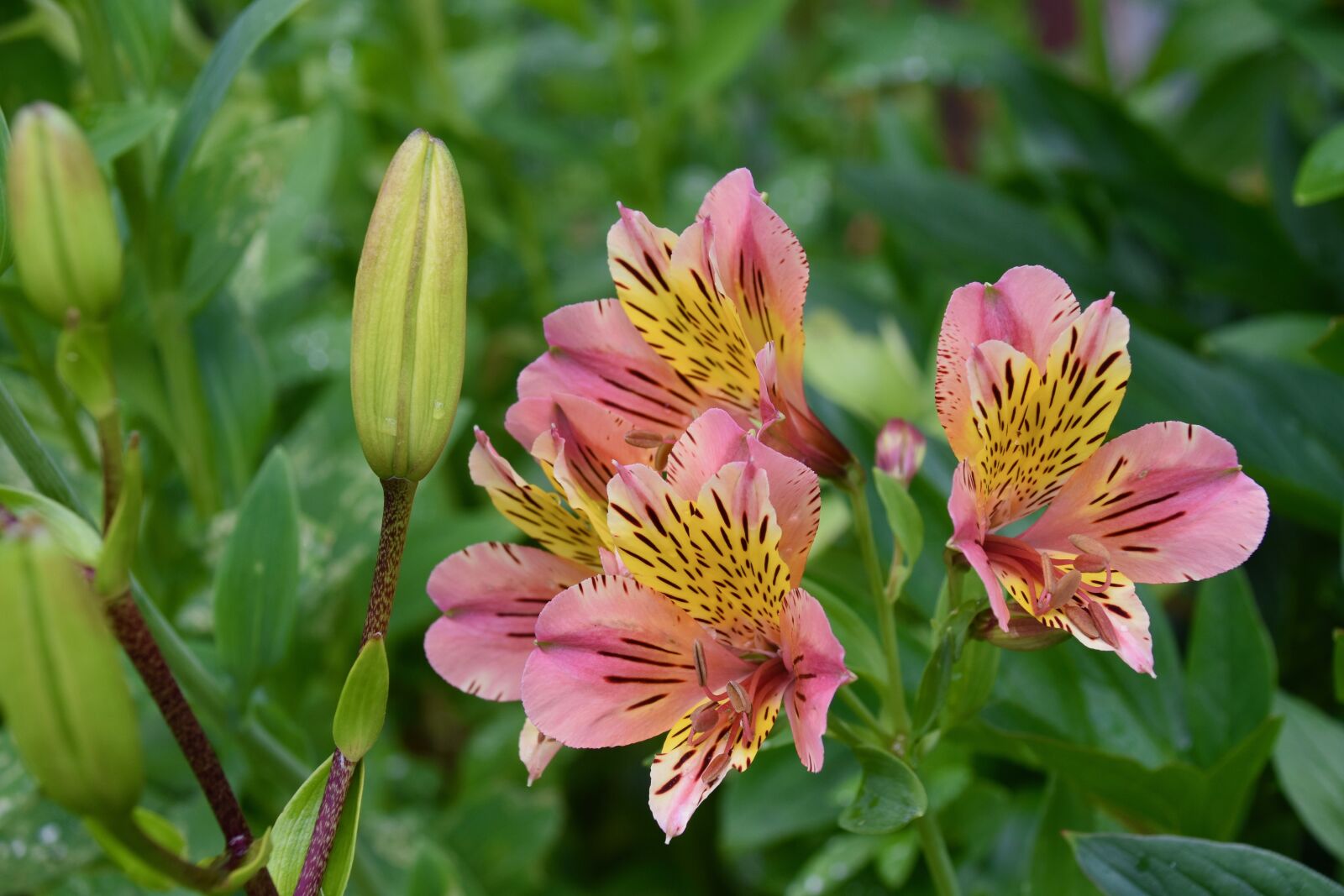 Nikon D5600 sample photo. Flowers, flower, flower bud photography