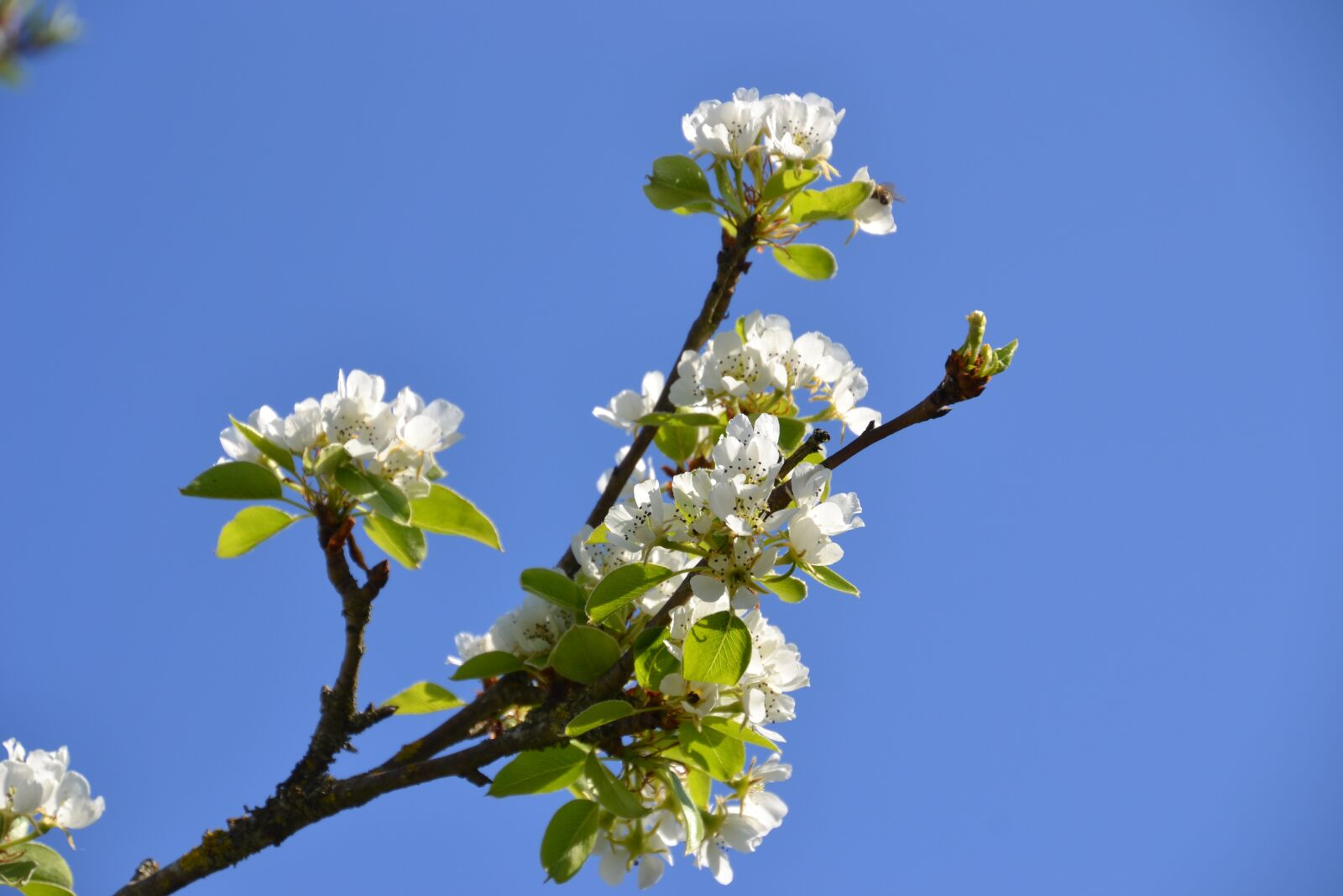 Nikon D3100 sample photo. Tree, flowers, spring photography