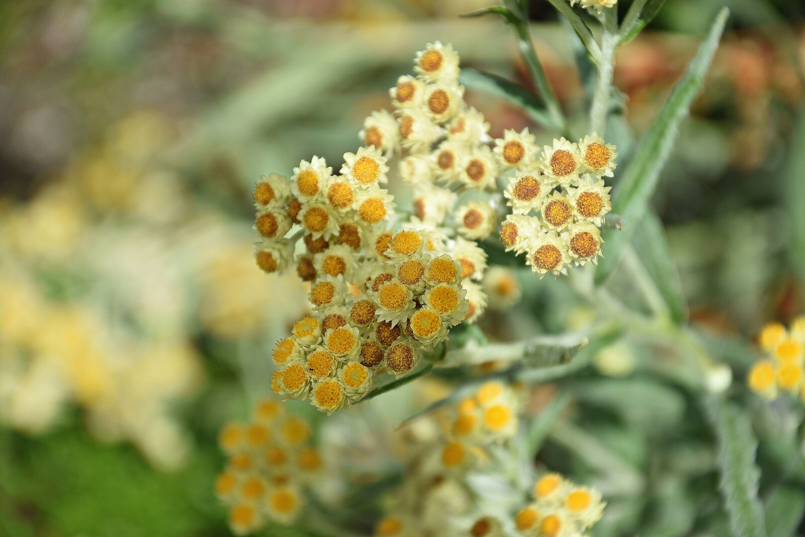 Nikon D3400 sample photo. Yellow, flower, blossom photography
