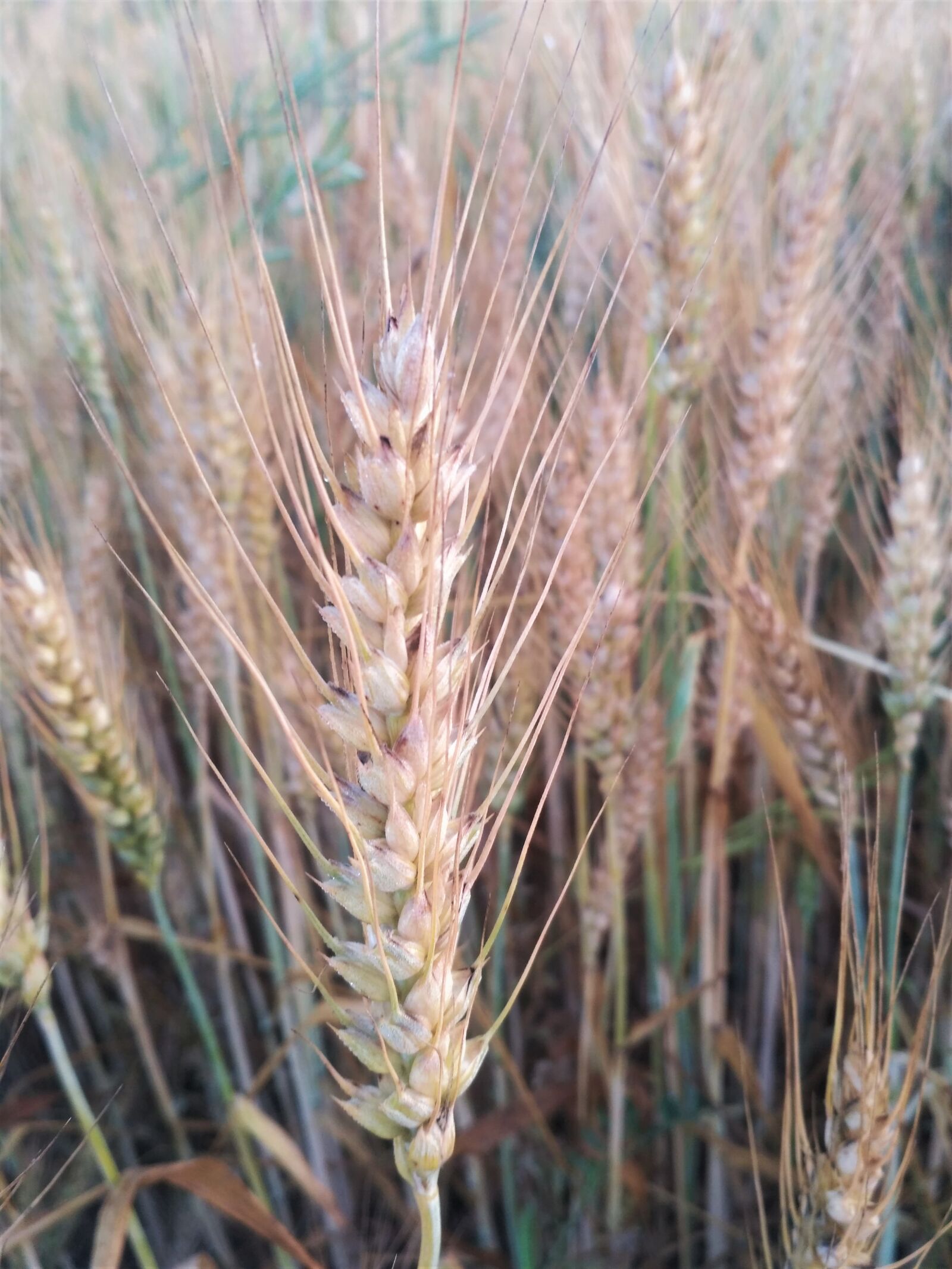 Xiaomi Redmi 3S sample photo. Wheat, crop photography