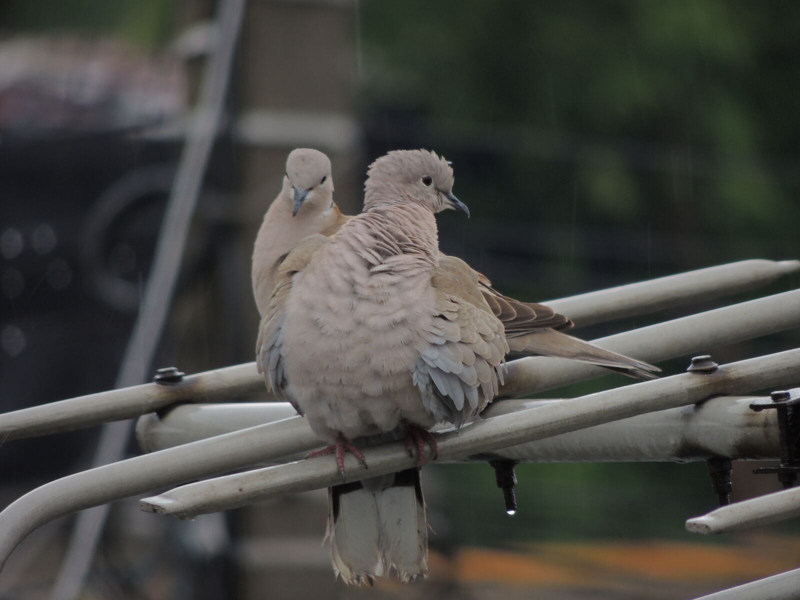 Nikon Coolpix P510 sample photo. Dove, birds, the fly photography