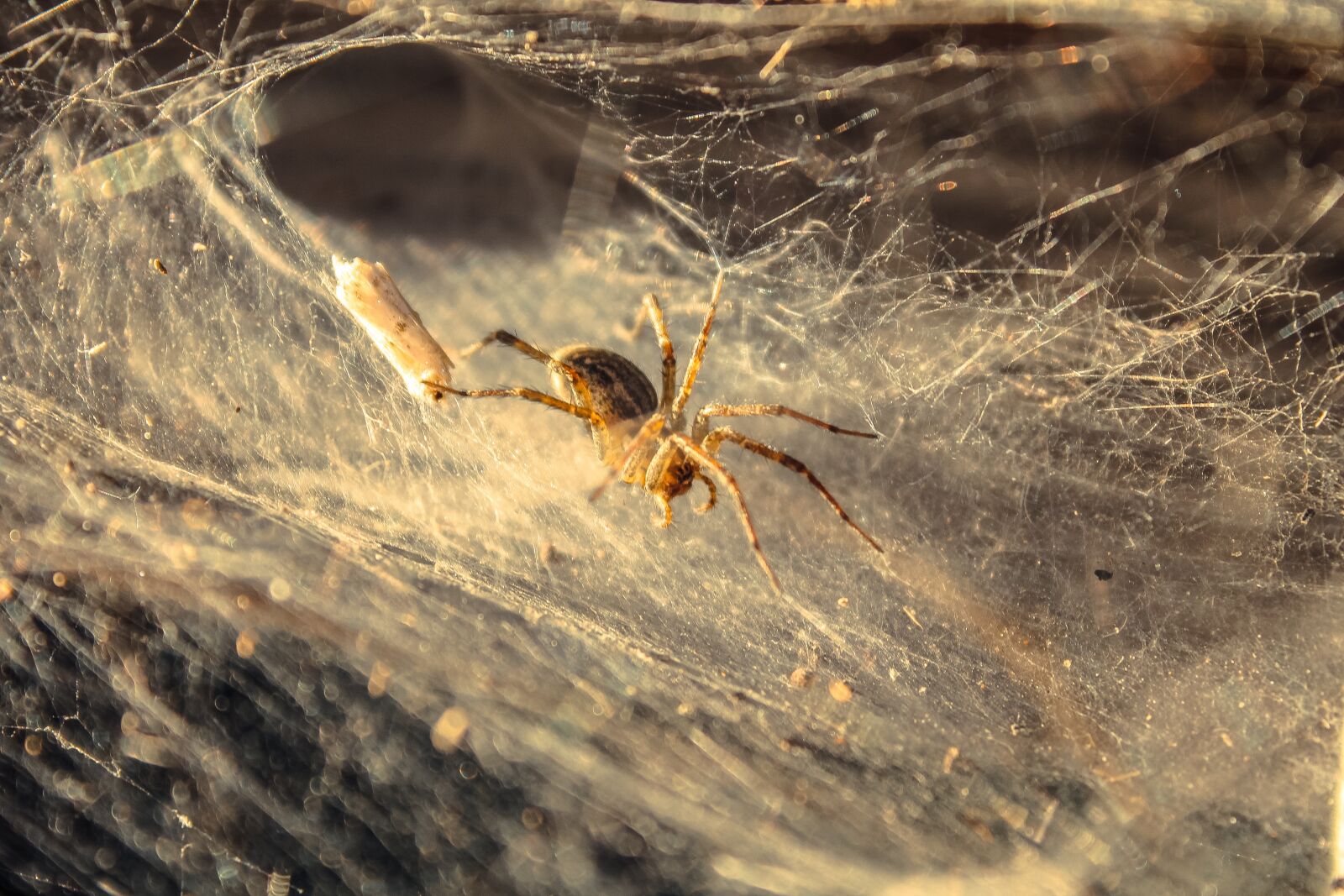 Canon EOS 1100D (EOS Rebel T3 / EOS Kiss X50) sample photo. Spider, insect, bug photography