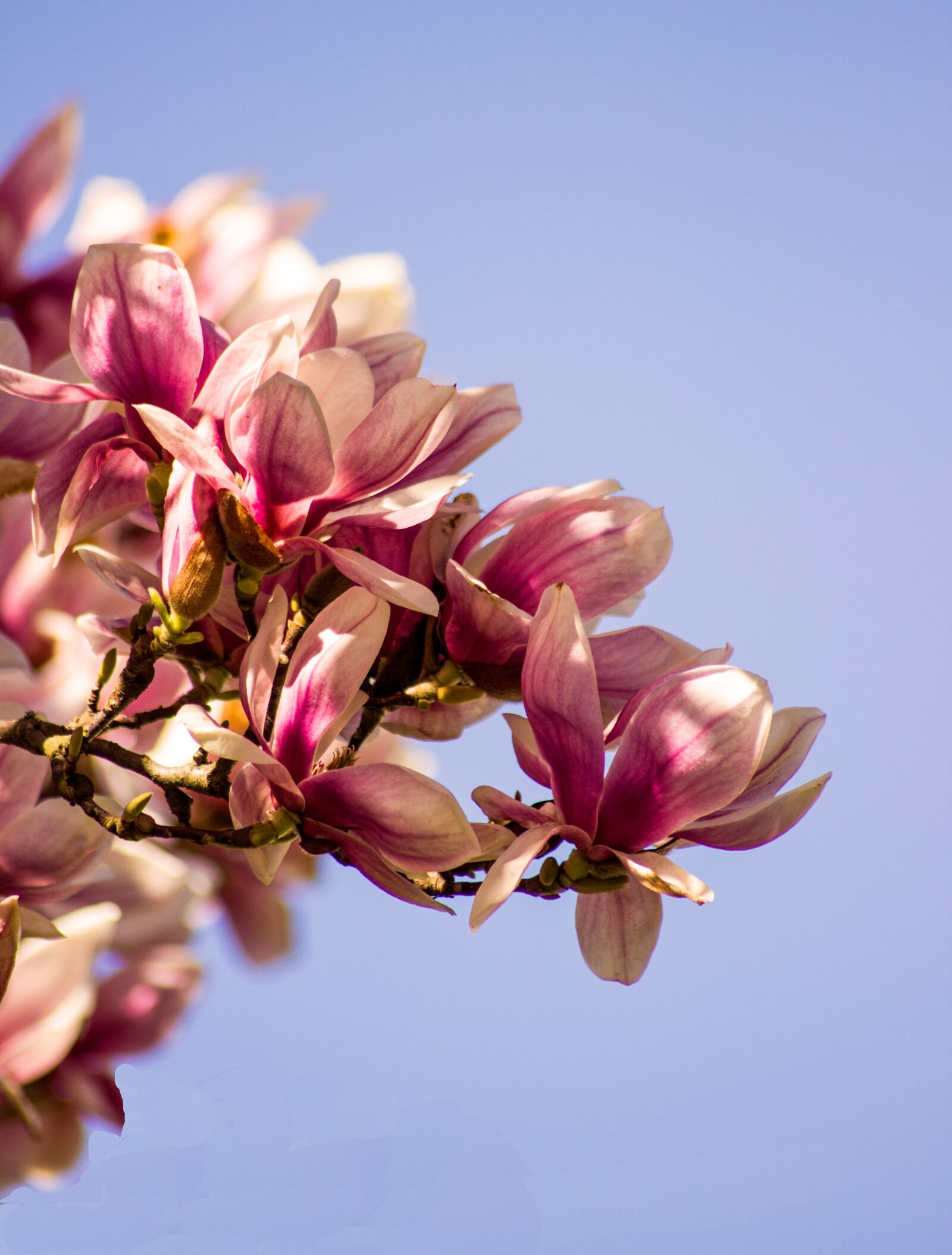 Canon EOS 600D (Rebel EOS T3i / EOS Kiss X5) sample photo. Magnolia, blossom, bloom photography