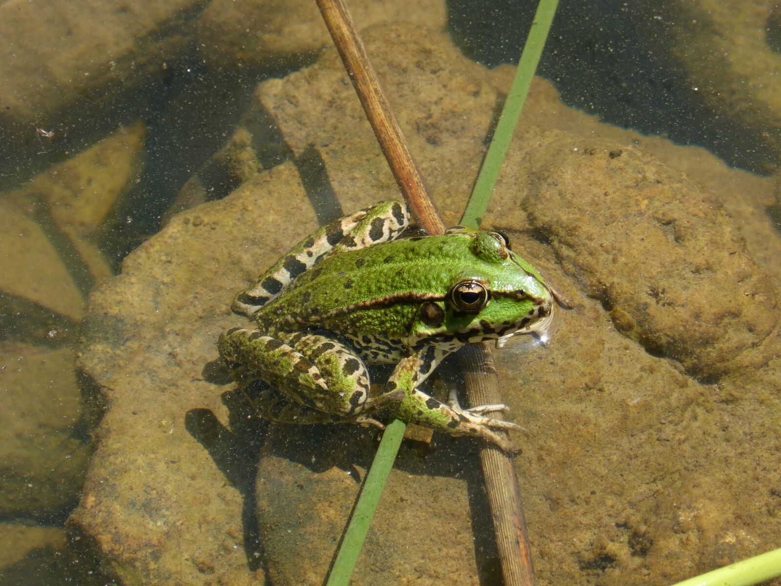 Panasonic DMC-FZ62 sample photo. Frog, green frog, amphibious photography