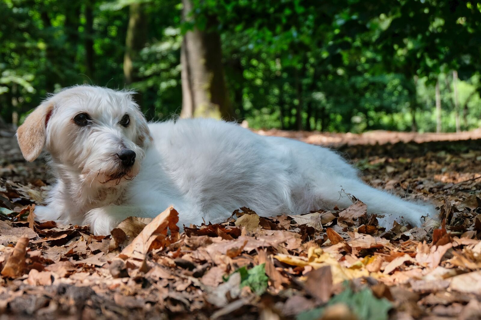 Fujifilm X-T20 sample photo. Parson russell terrier, terrier photography