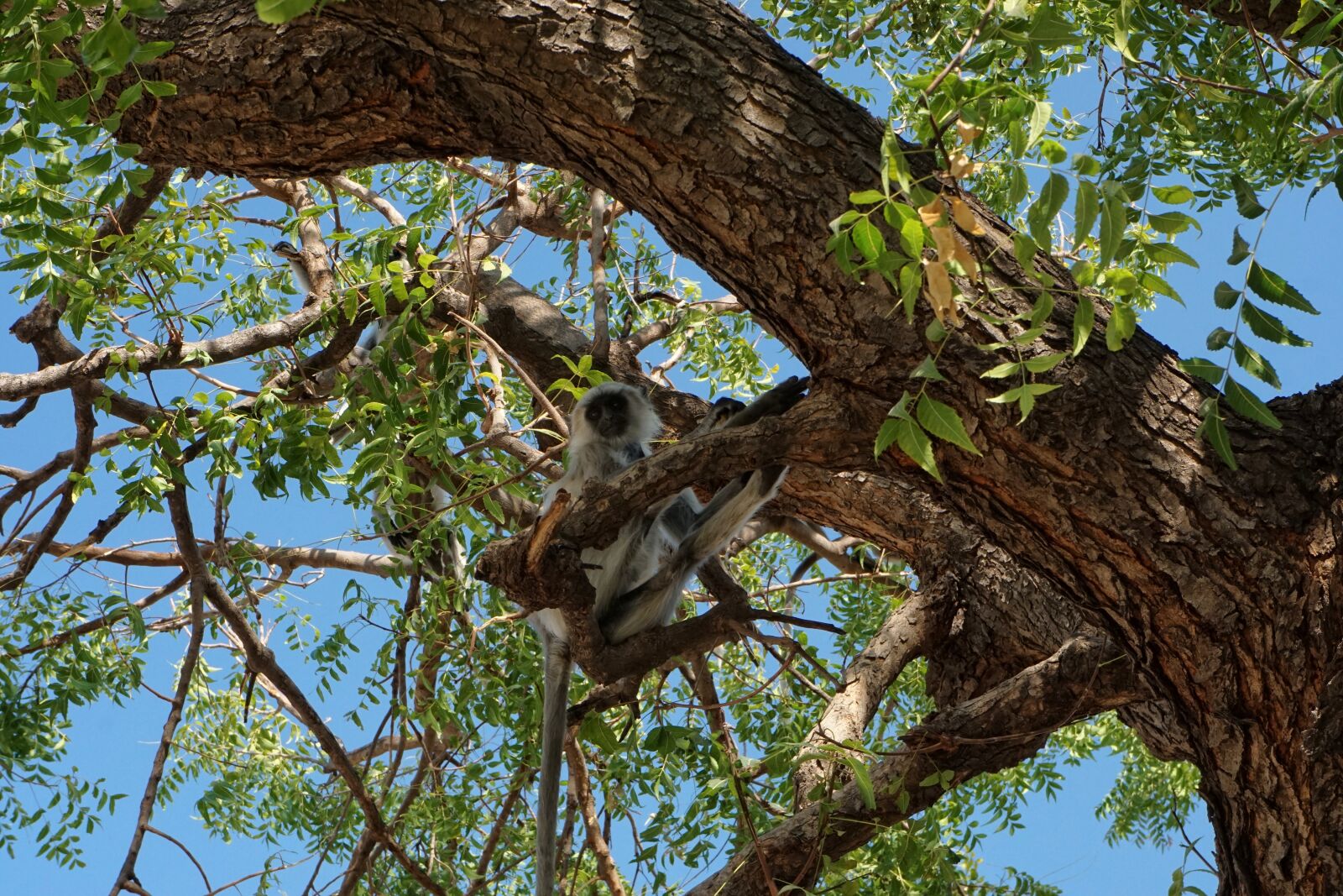 Sony a6000 + Sony E 18-55mm F3.5-5.6 OSS sample photo. Monkey, tree photography