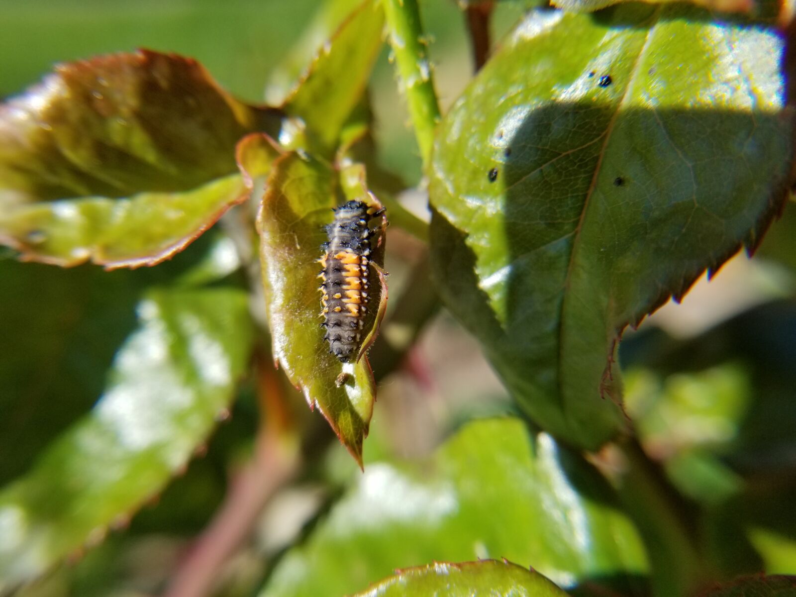 Samsung Galaxy S8 sample photo. Ladybug, ladybug larvae, insect photography