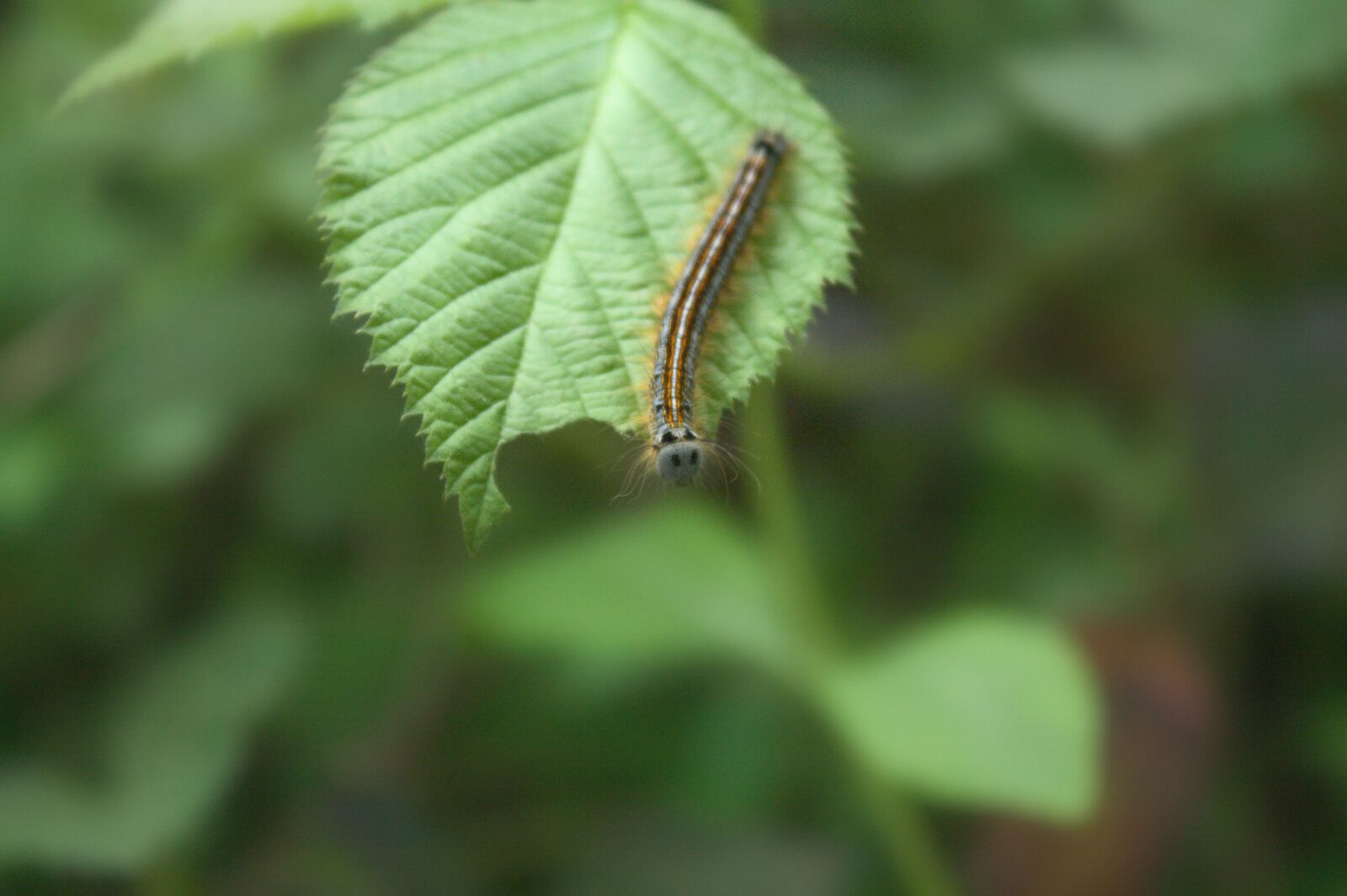 Canon EOS 1100D (EOS Rebel T3 / EOS Kiss X50) sample photo. Caterpillar, insect, spring photography