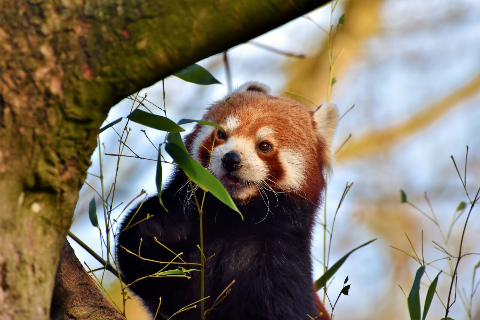 Nikon D7200 sample photo. Panda, panda bear, brown photography